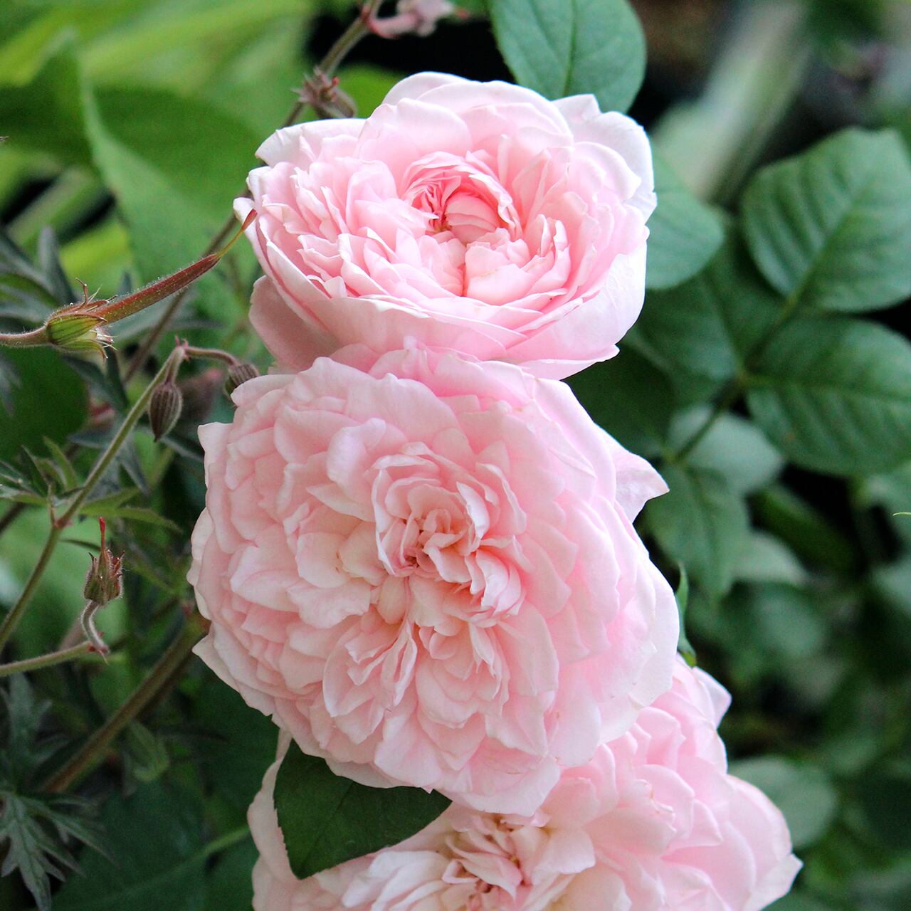 バラ売り wccf ファーム直送 定期便 バラ6本から｜バラの花専門通販KUNIEDA