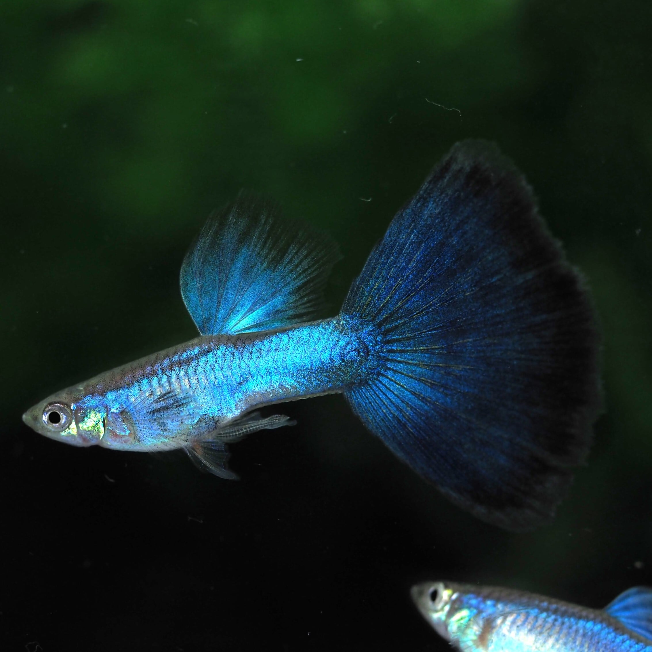 GUPPY | 伊豆グッピーファーム