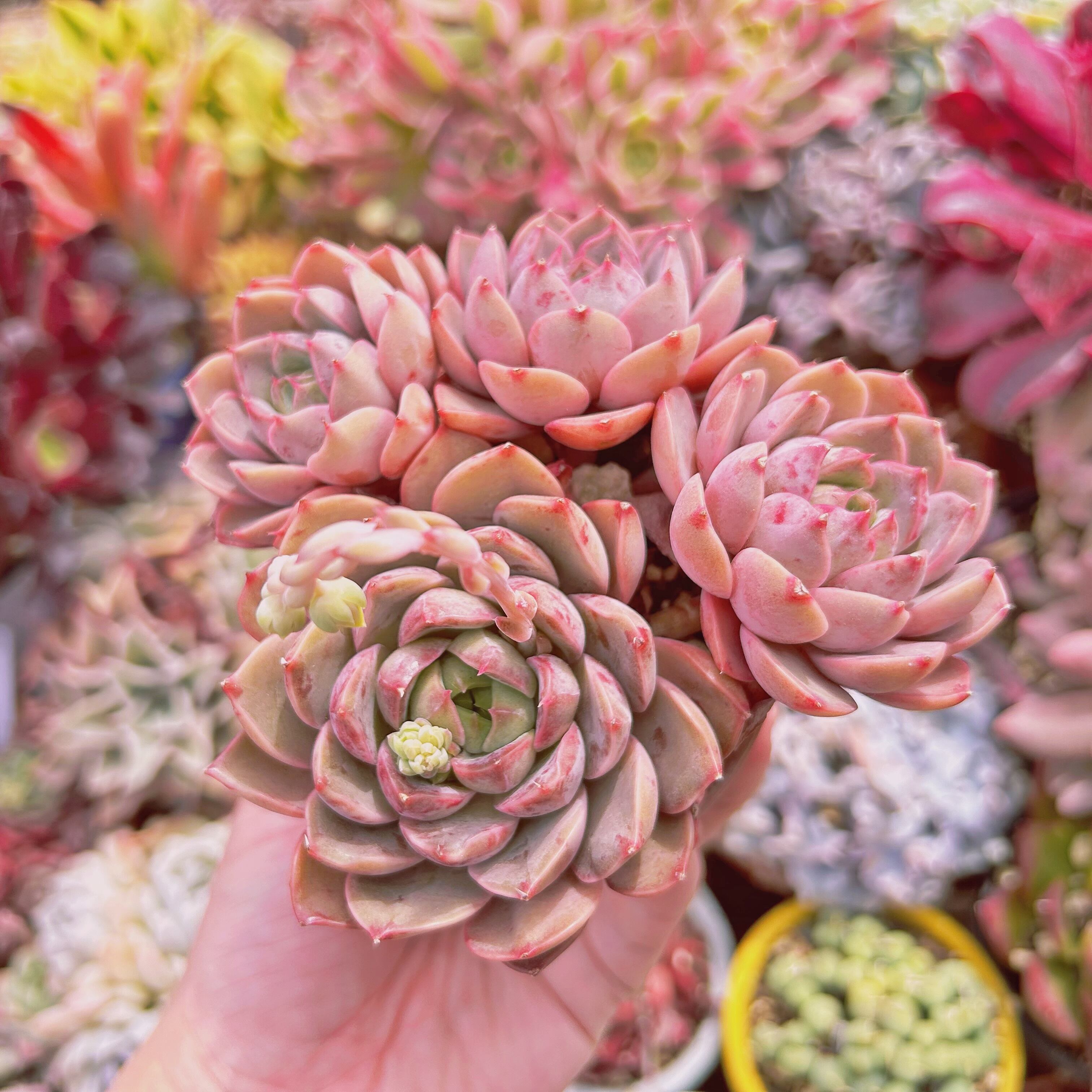 #856現物　多肉植物　ローズマン　特大　