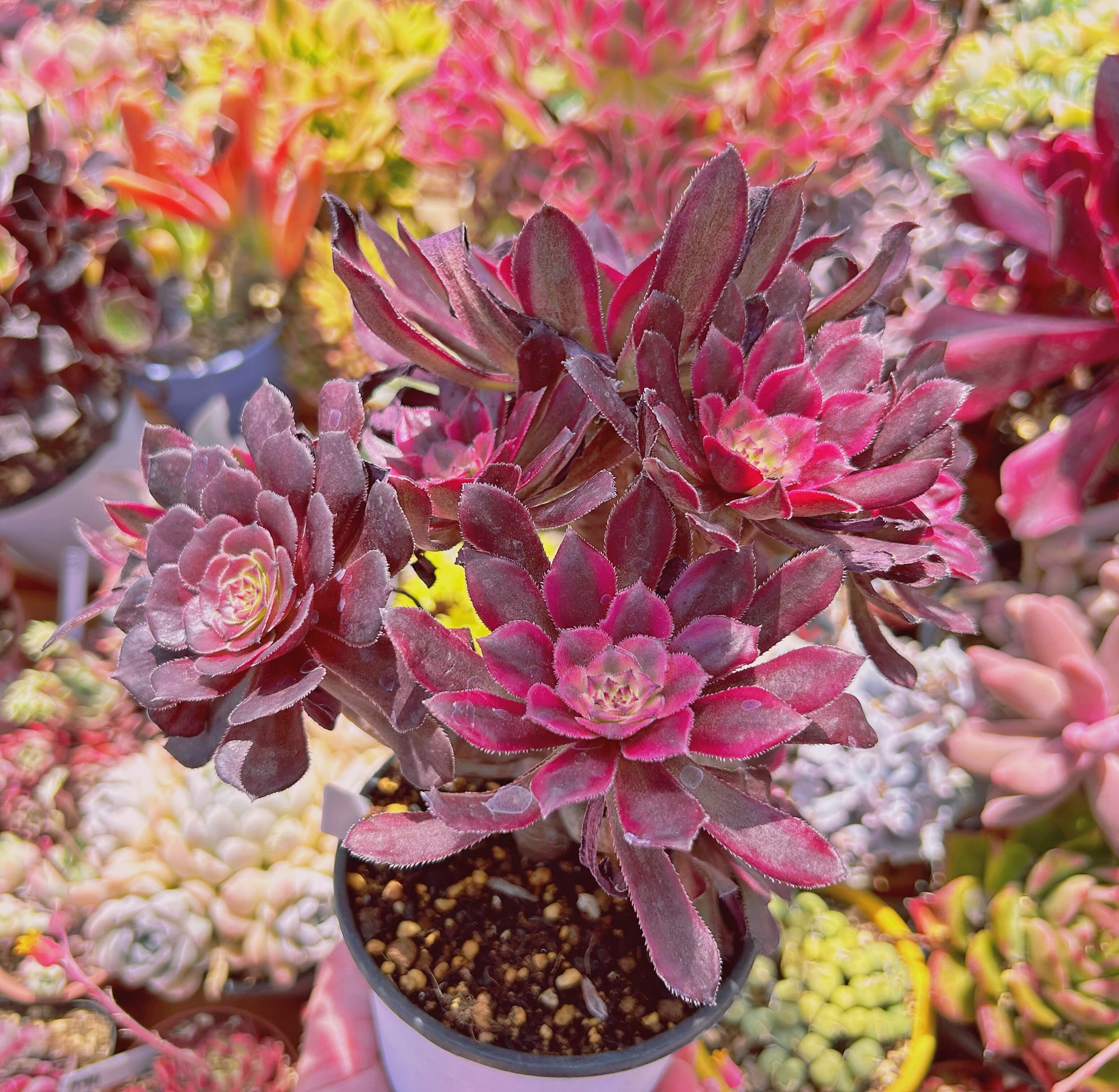 Top【選抜株】多肉植物　264282アエオニウム　マリド　12個　鉢無し/脱土 多肉植物 マリド錦(Aeonium) 8頭以上 特大 | るる農園~多肉植物専門