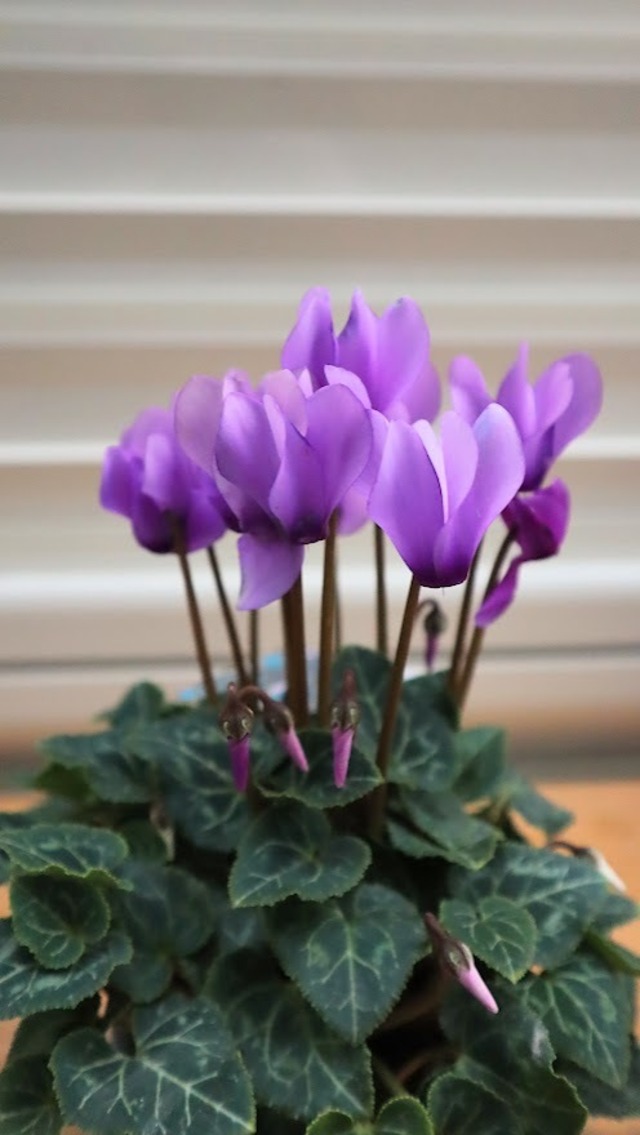 ガーデンシクラメン『ドラゴン』２色セット　ライトブルー＆ディープブルー　３号ポット