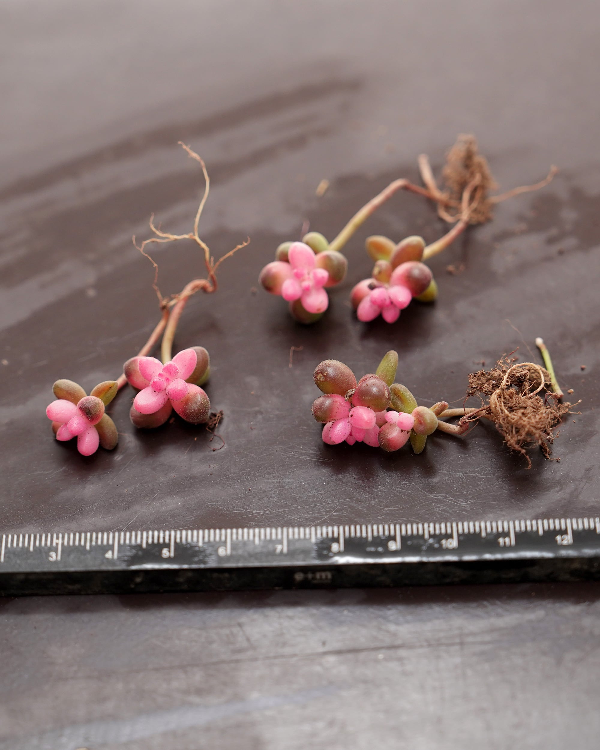 抜き苗 セダム サンゴジュ錦 Sedum 'Sangojyu Nishiki' | PUKUBOOK