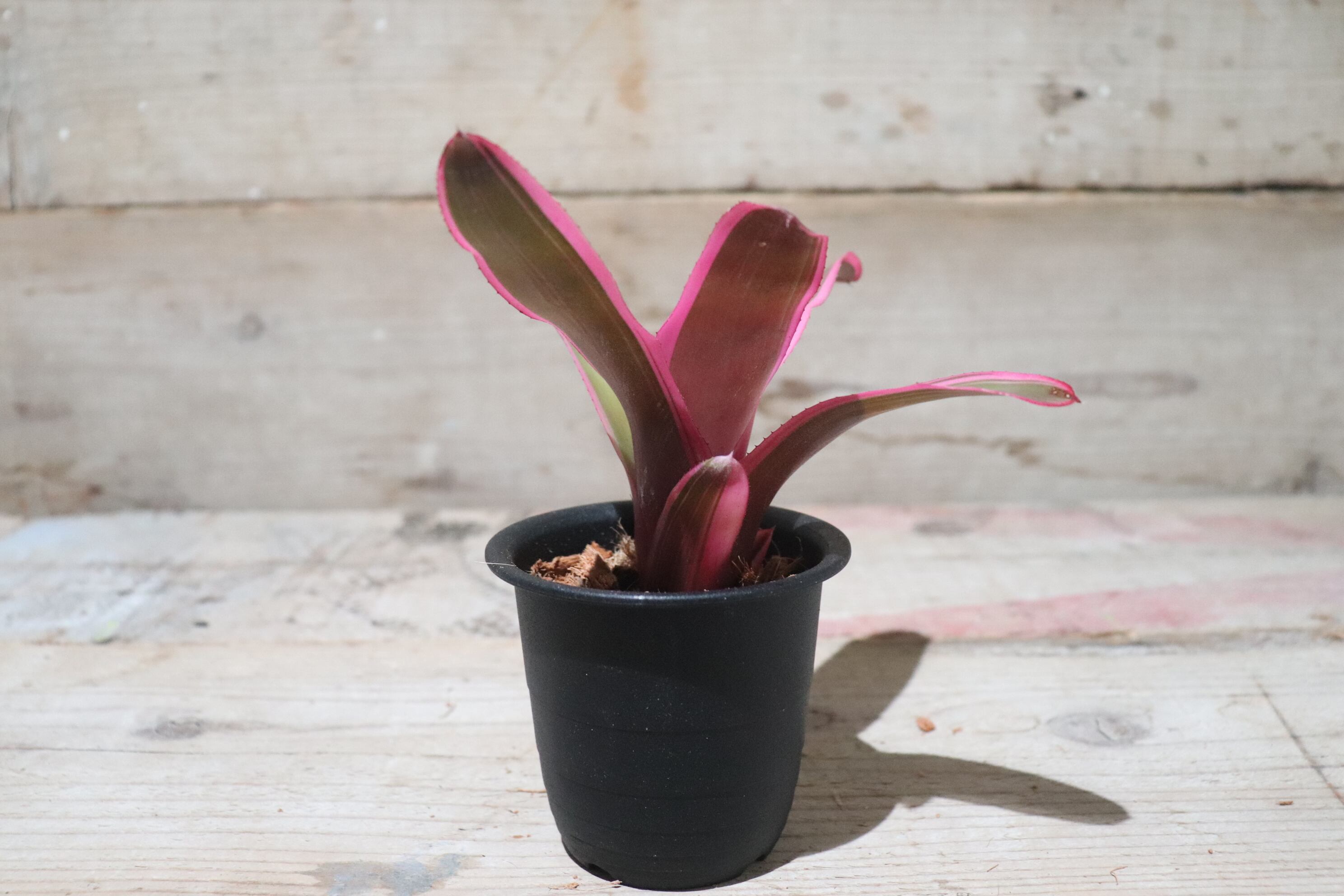 送料無料】Neoregelia 'Sister Janet'〔ネオレゲリア〕現品発送N0070-1