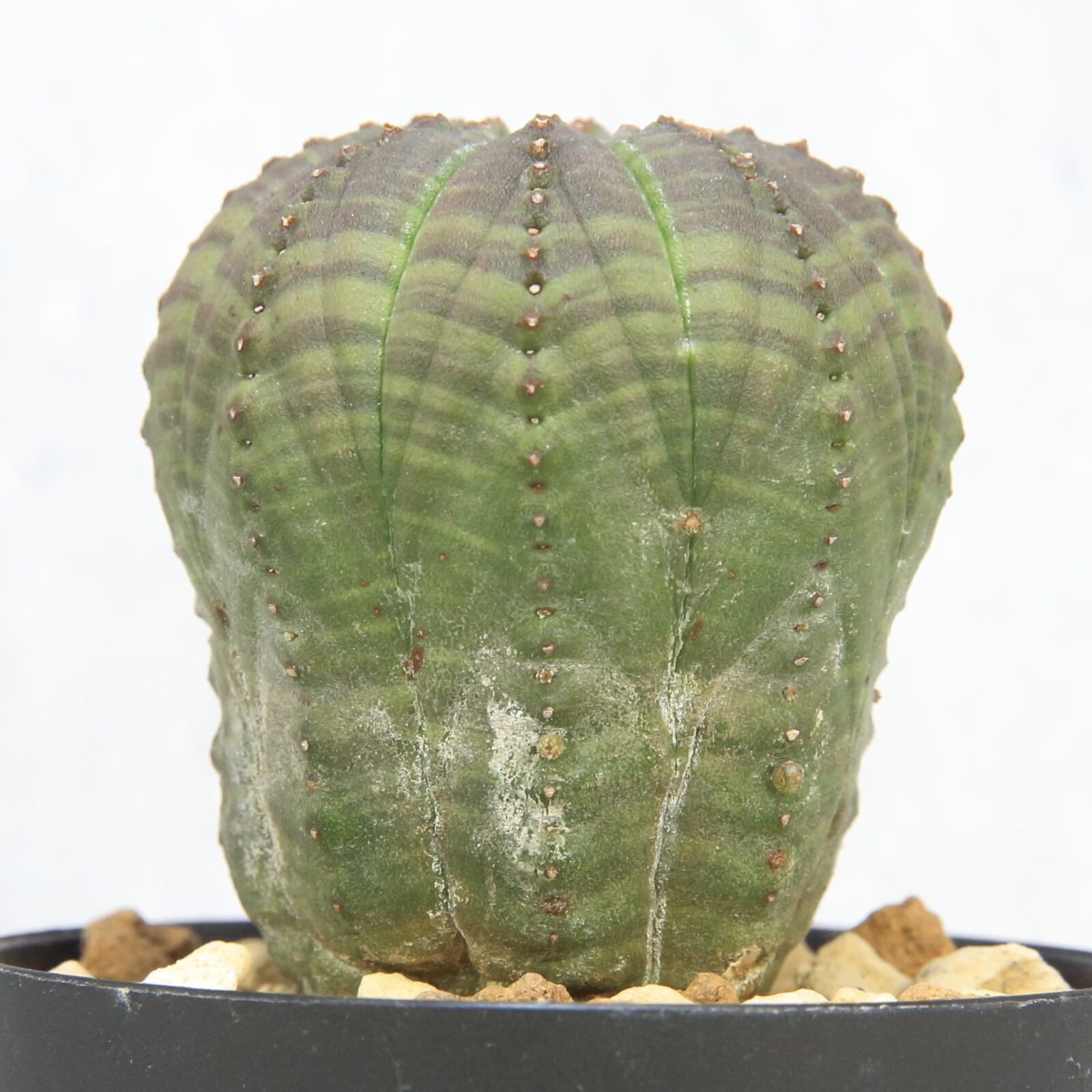 メール便対応! オベサ オス 実生 ユーフォルビア | alamiah.edu.sa