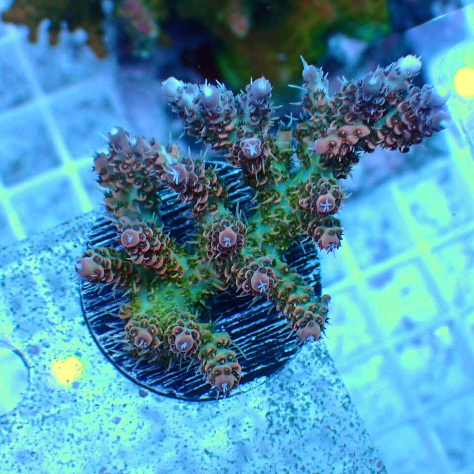 ミドリイシ | HOUSE REEF(ハウスリーフ)サンゴ・海水魚・海藻・通販 ミドリイシ | HOUSE REEF(ハウスリーフ)サンゴ・海水魚・海藻・通販