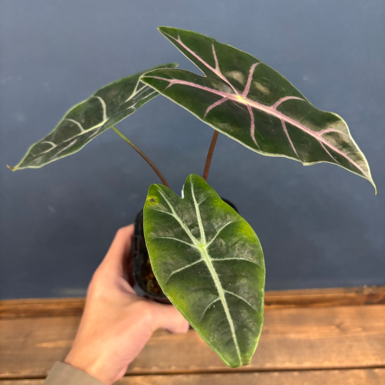 アロカシア　スーヒルマニアナ　purple vein【819】