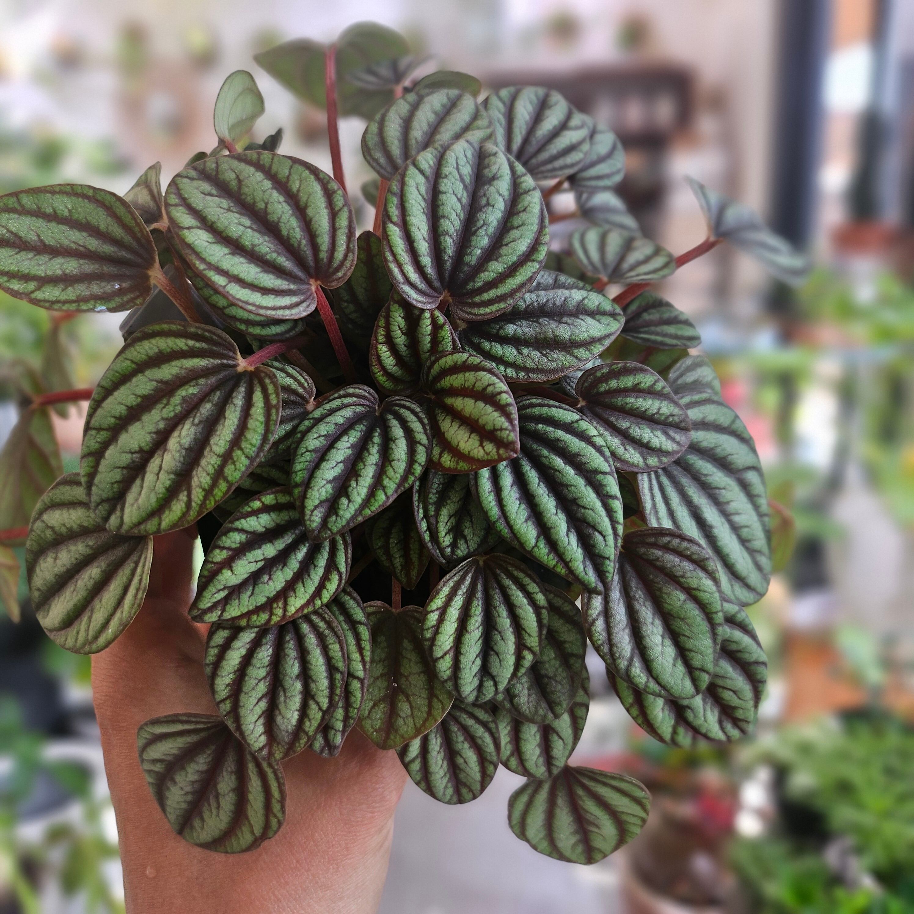 アカシアコンフサ 根皮 20g | Pay ID