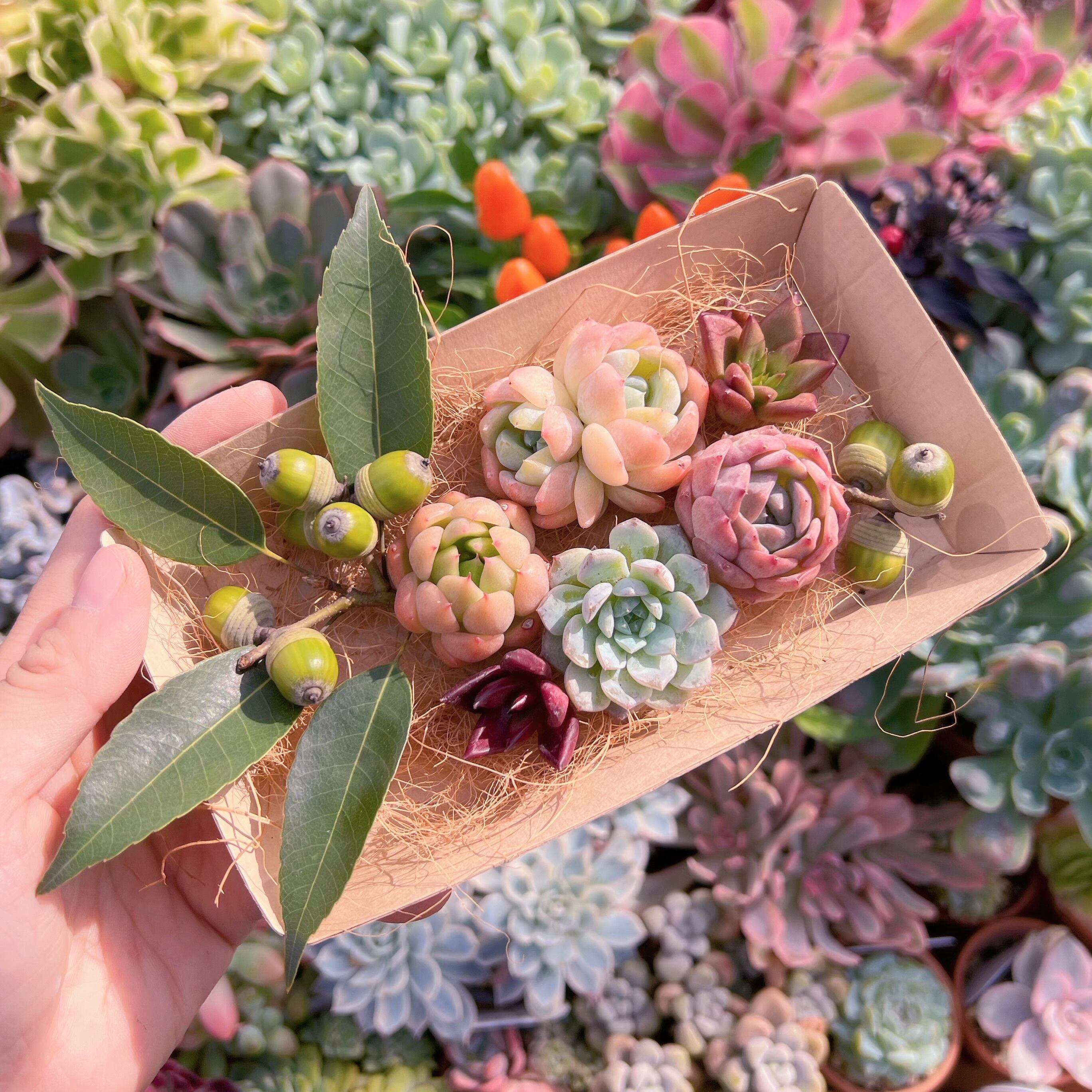 現物　多肉お弁当#605   るる農園