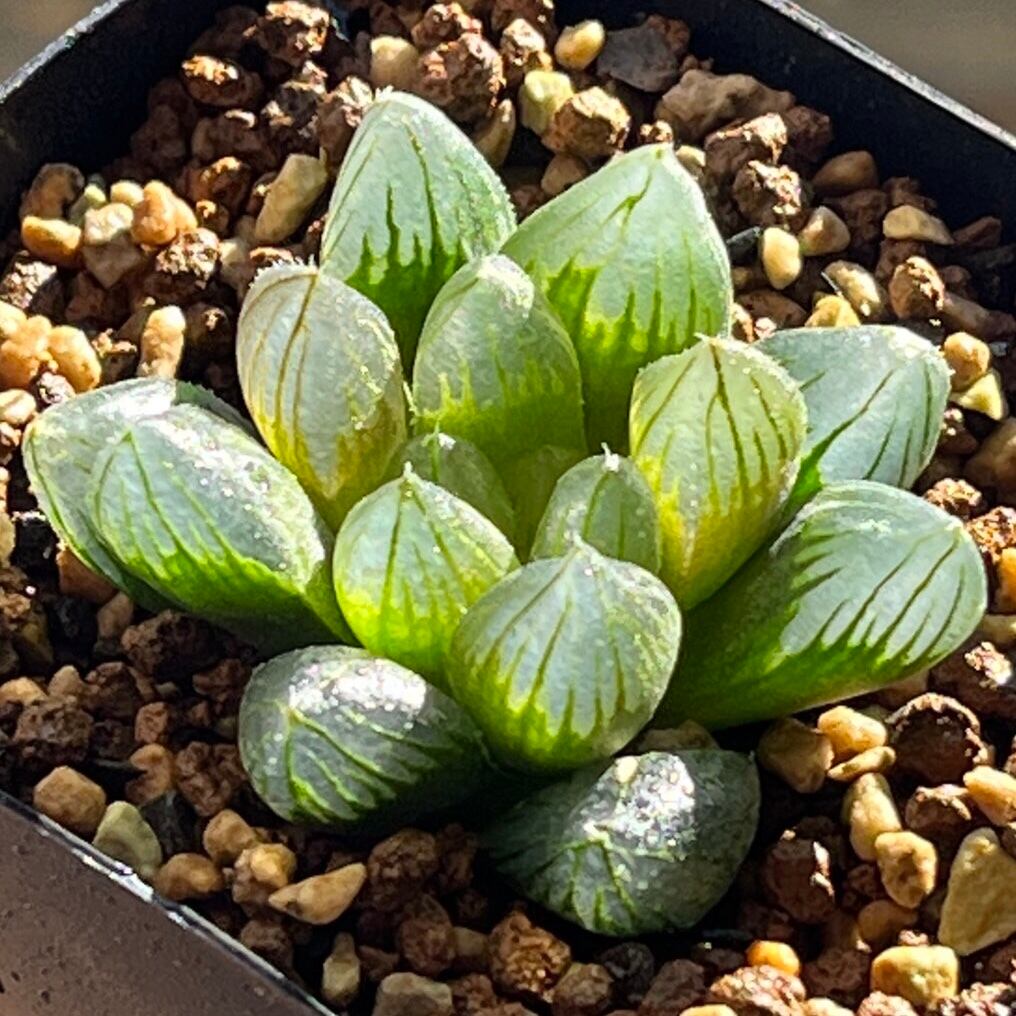 ハオルチア B型コンプトミュータント錦② ハオルチア B型コンプトミュータント錦② ハオルチア B型コンプト