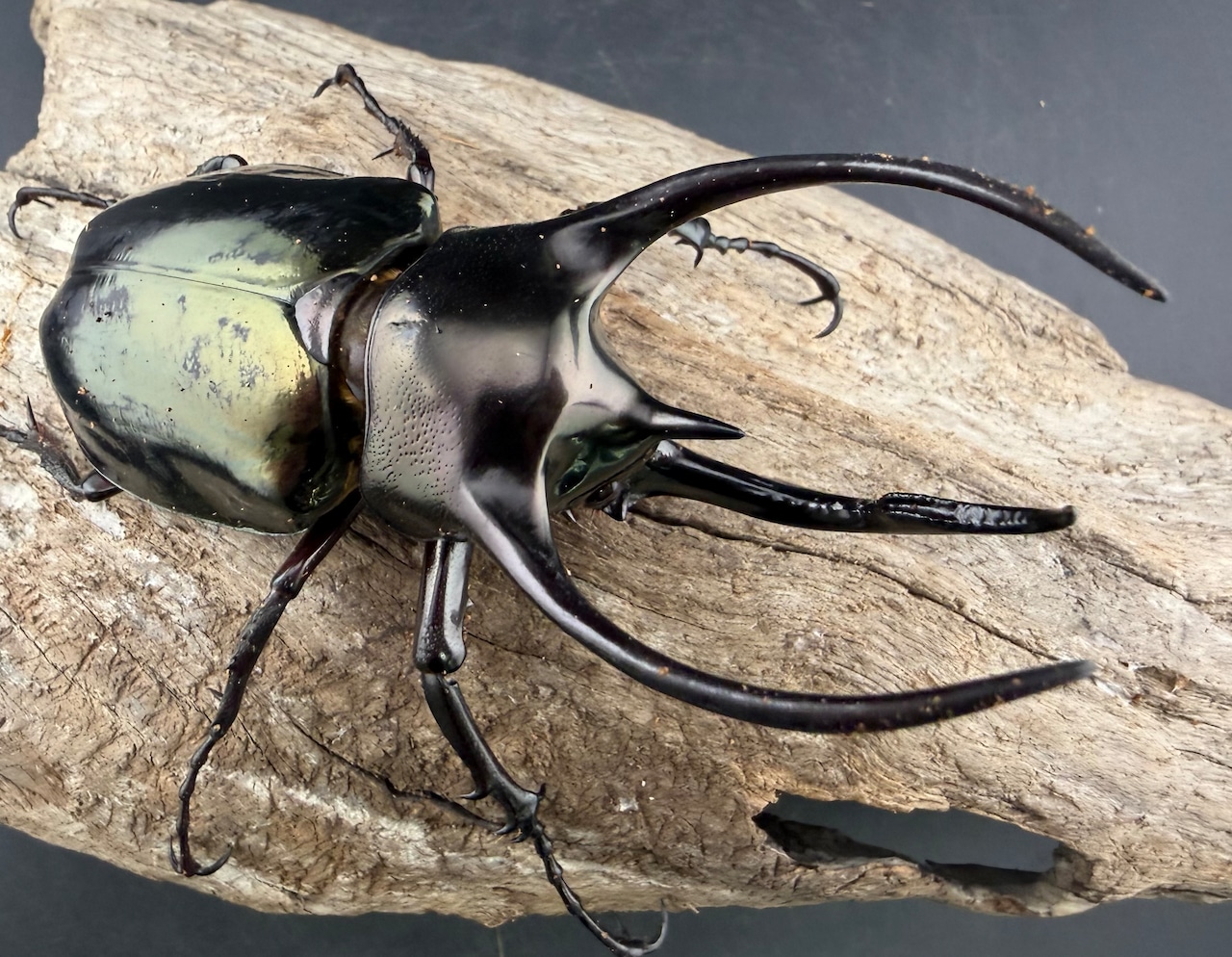 【WD】《ミンダナオアトラスオオカブト マラグサン産 92mm ペア》