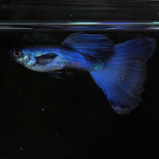 【セール】モスコーパープル(RREA系)　2ペア＋おまけ1ペア