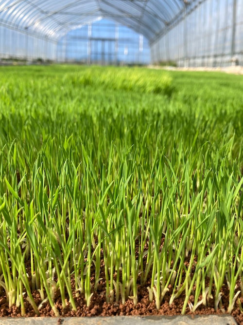 令和8年佐渡産コシヒカリ 3㎏・画像4