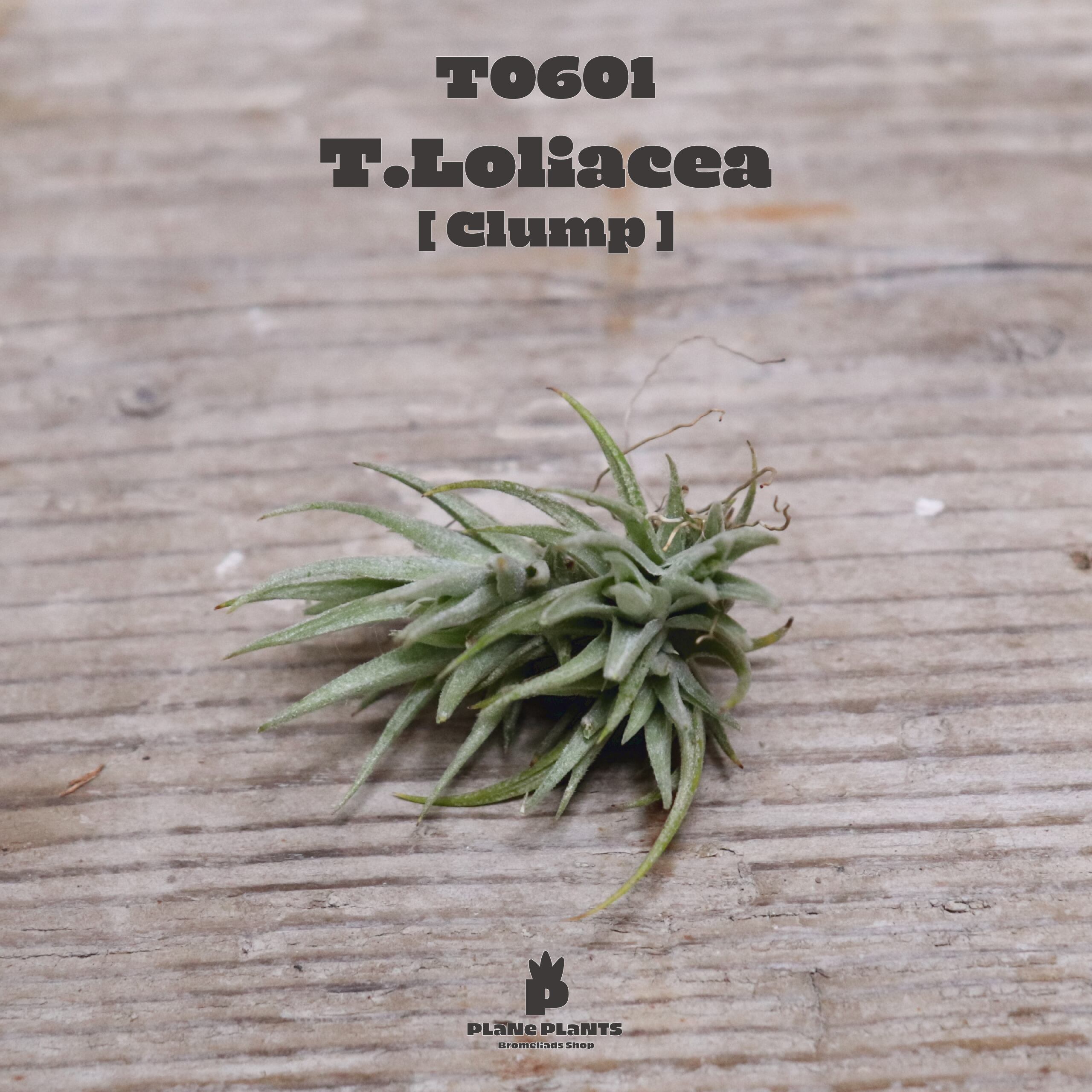 【送料無料】ロリアセア クランプ〔エアプランツ〕現品発送T0601