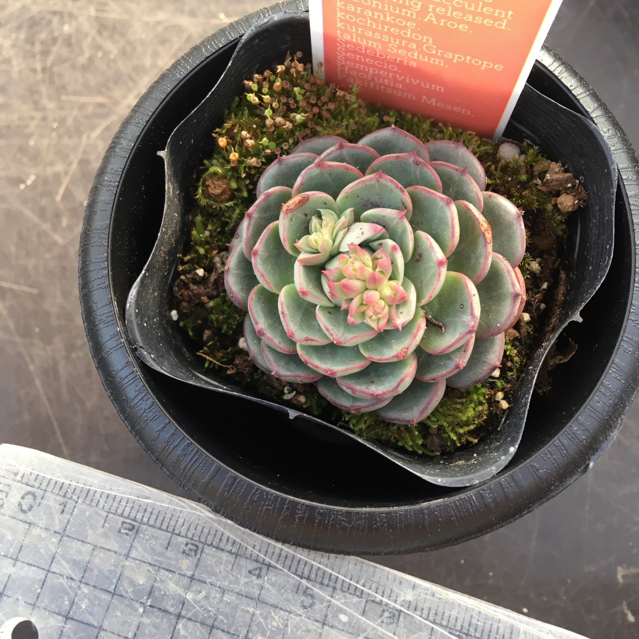 マジックファイヤ | RuPo 多肉植物専門店