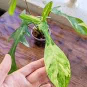 フィロデンドロン フロリダビューティー/Florida beauty