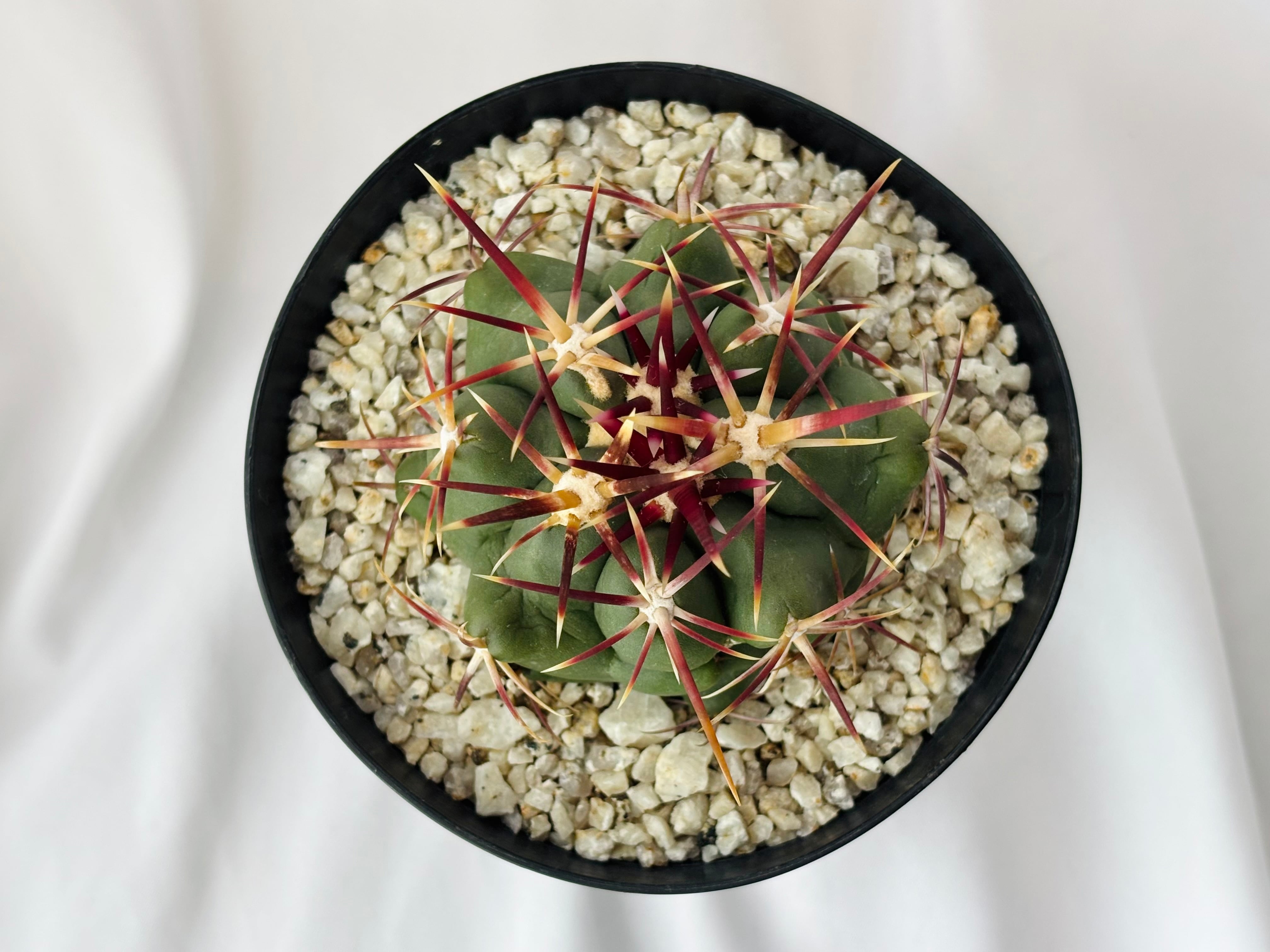 Theiocactus heteromus テロカクタス 紅鷹 サボテン | plants MARU