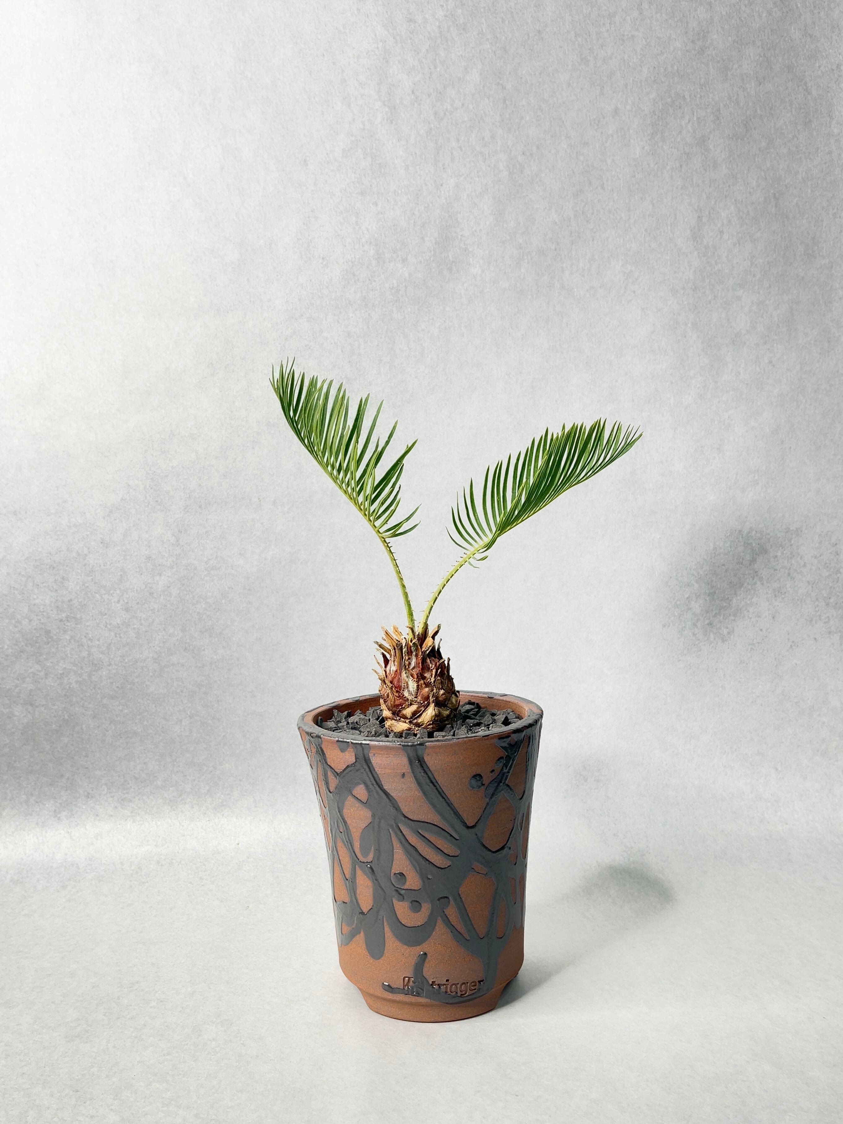 サイカス・カイルンシアナ | trigger