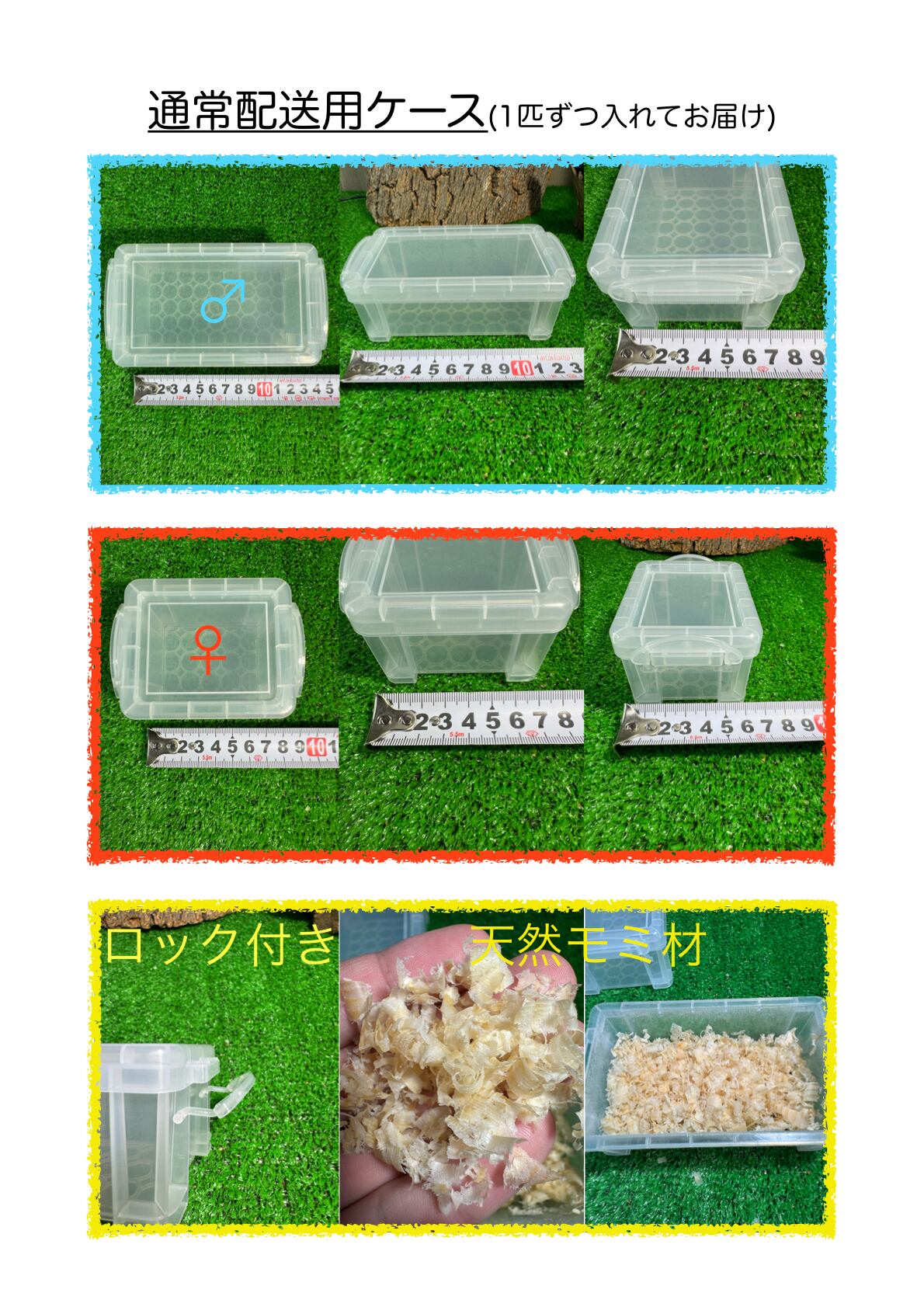 阿古谷極太：♀48mm頭幅14.5mm 商品番号25-F10 | クワガタ専門店【Y's