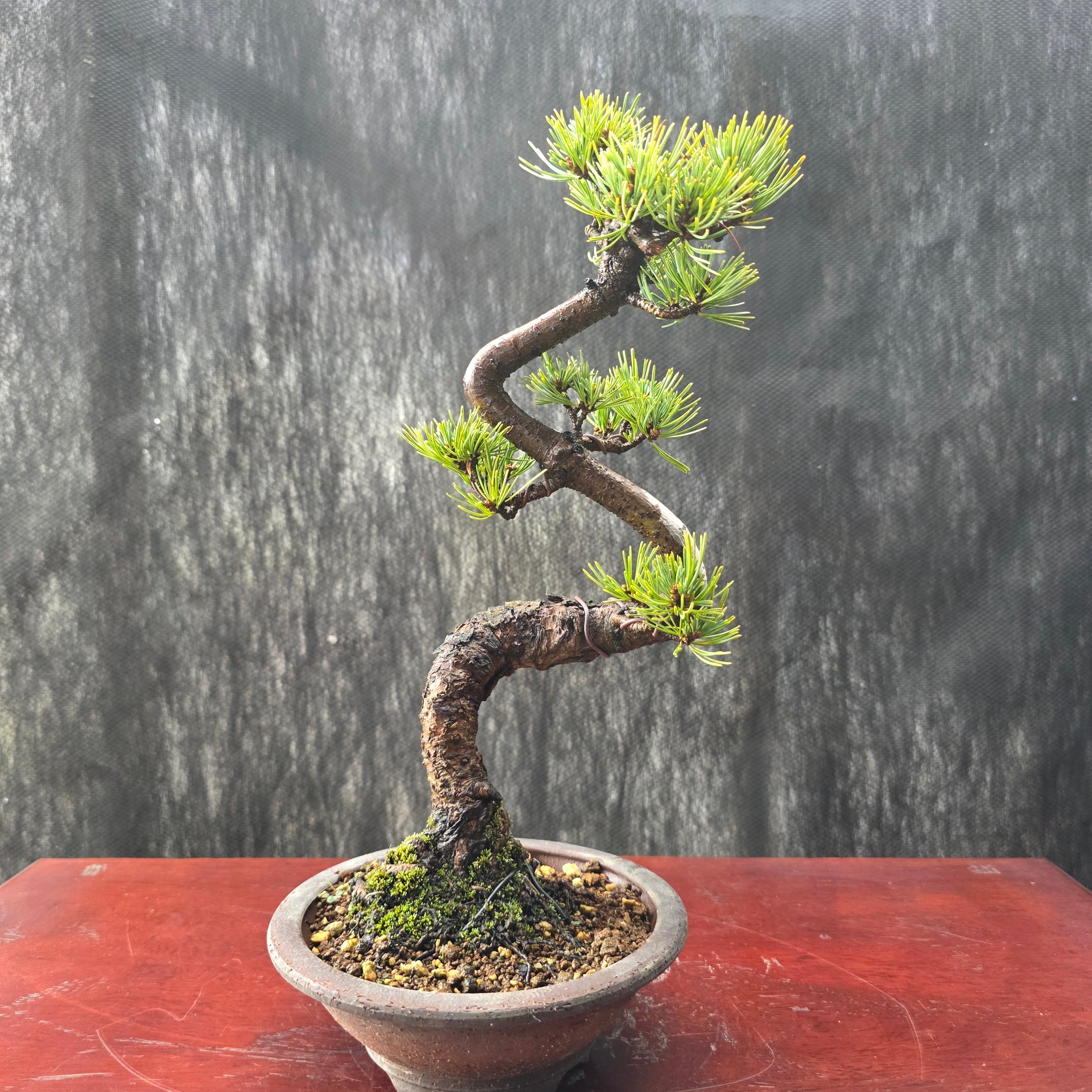 【大品 五葉松盆栽】真柏…　　　 ⭕お引取限定、特価品❗ 公式EC】BONSAI IKUMA