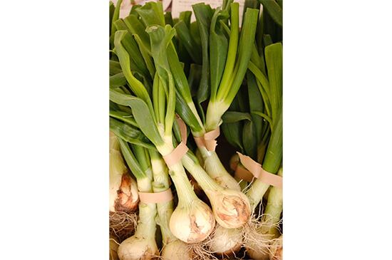 葉玉ねぎ(兵庫県産)・2個入
