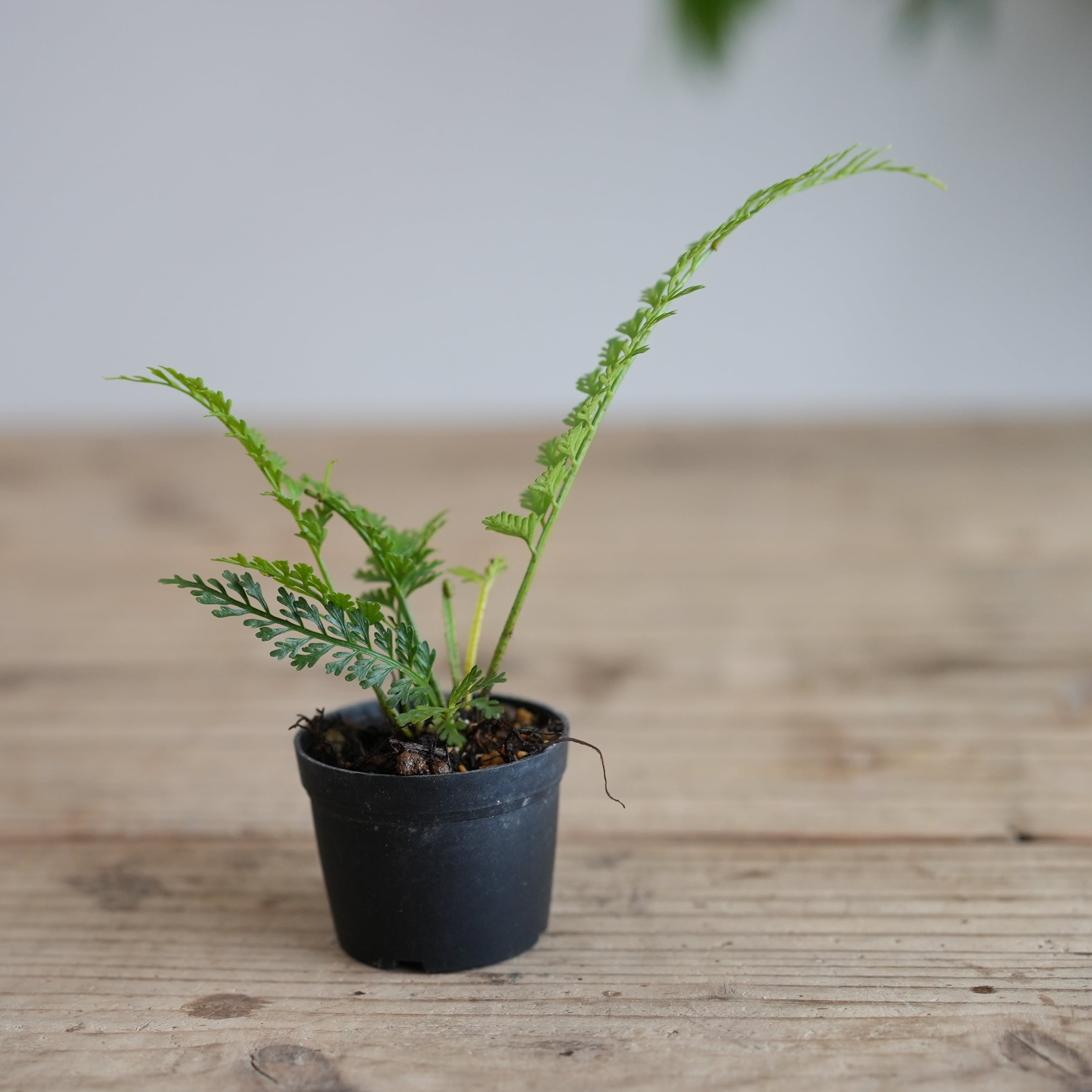 アスプレニウム ツンベルギー（プラスチックファーン） 苔テラリウム