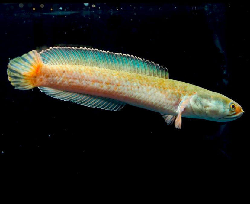 WILD チャンナブルマニカ (Channa burmanica)