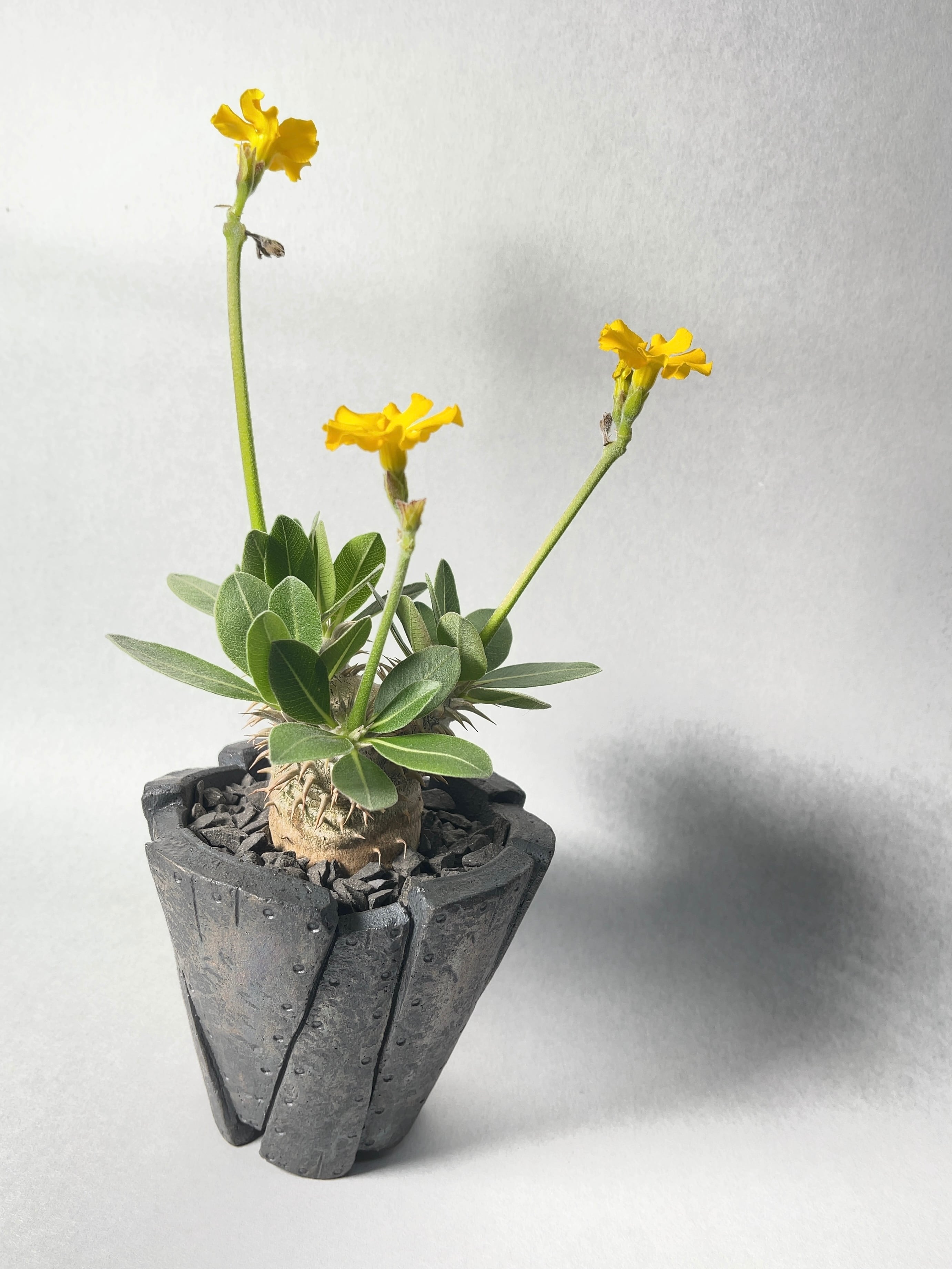 パキポディウム・恵比寿笑い | trigger