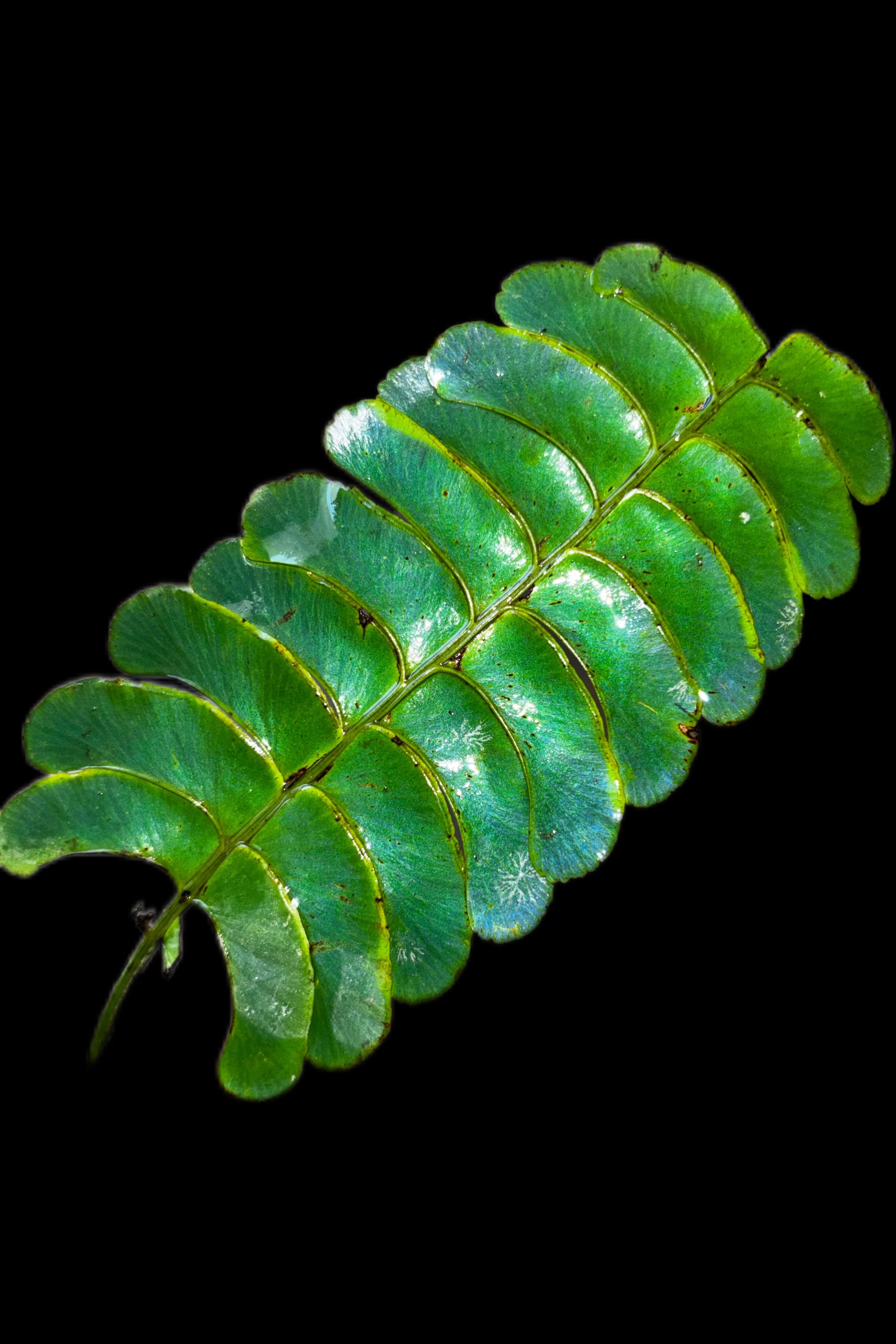 SCALE_VIVARIUM | 蝉ノナキガラ