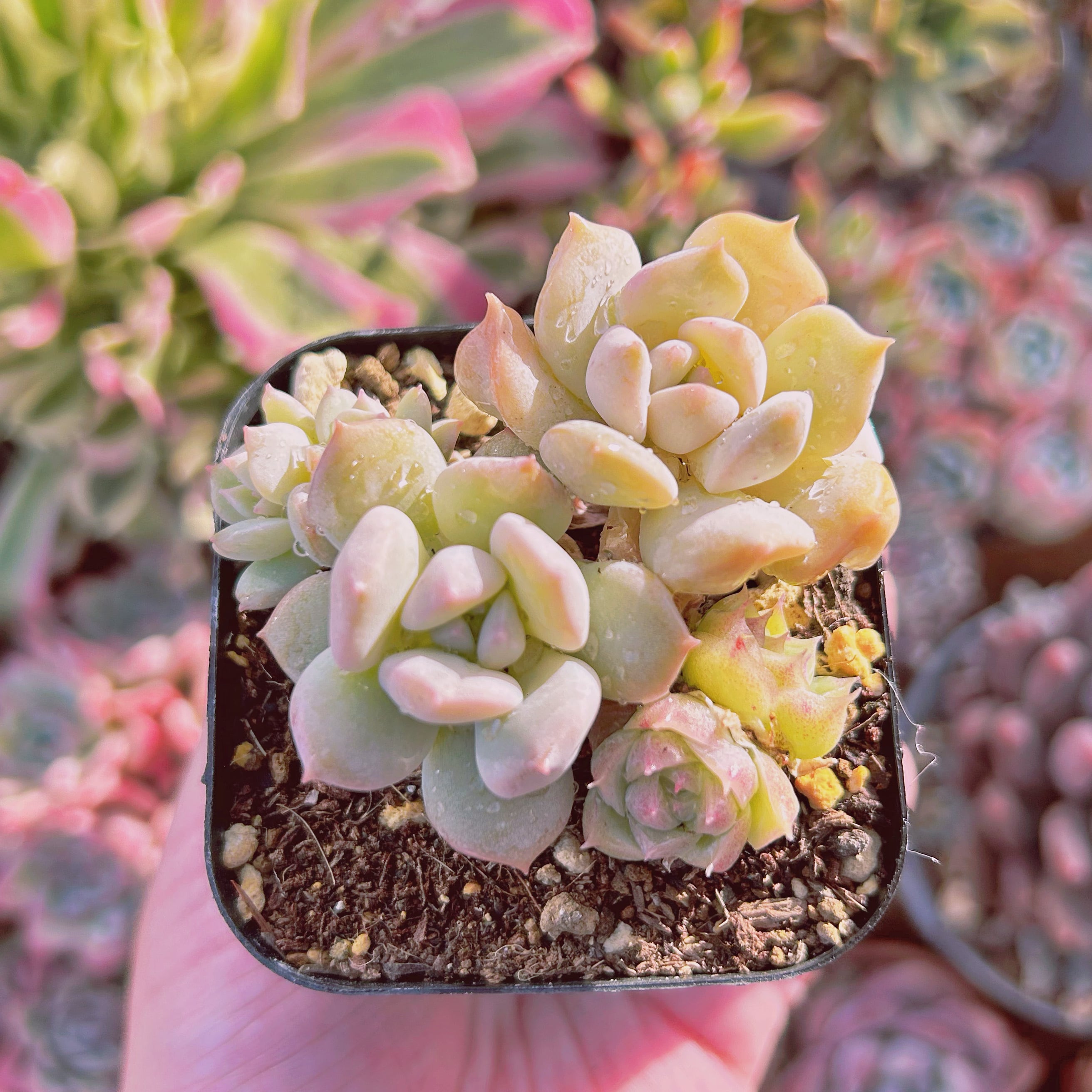 現物　多肉植物　ミルキーウェーブ　抜き苗