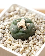 カット苗 ロホホラ 大疣銀冠玉 S Lophophora williamsii var.decipiens