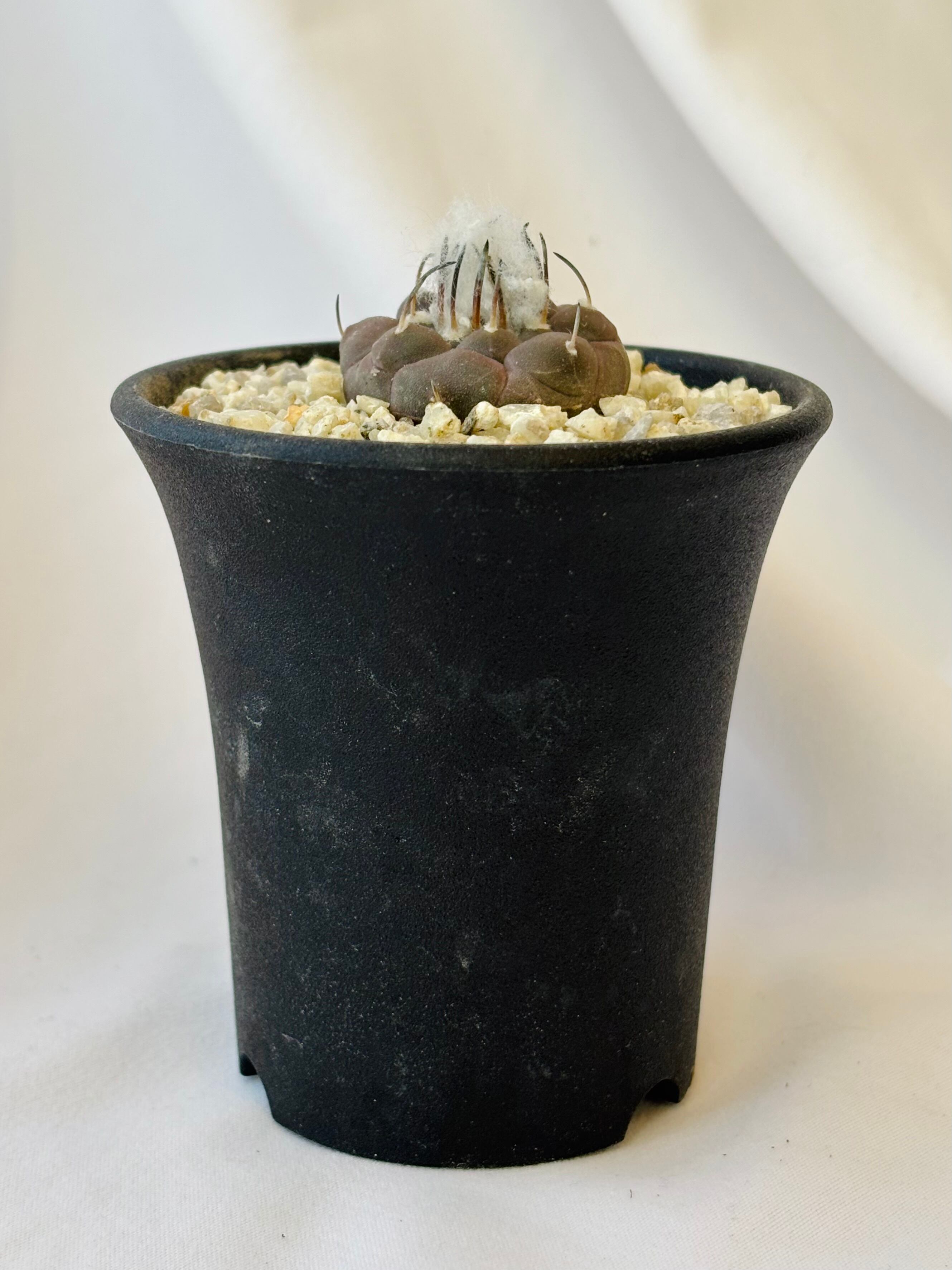 Turbinicarpus jauernigii ツルビニカルプス ハウエルニギー サボテン