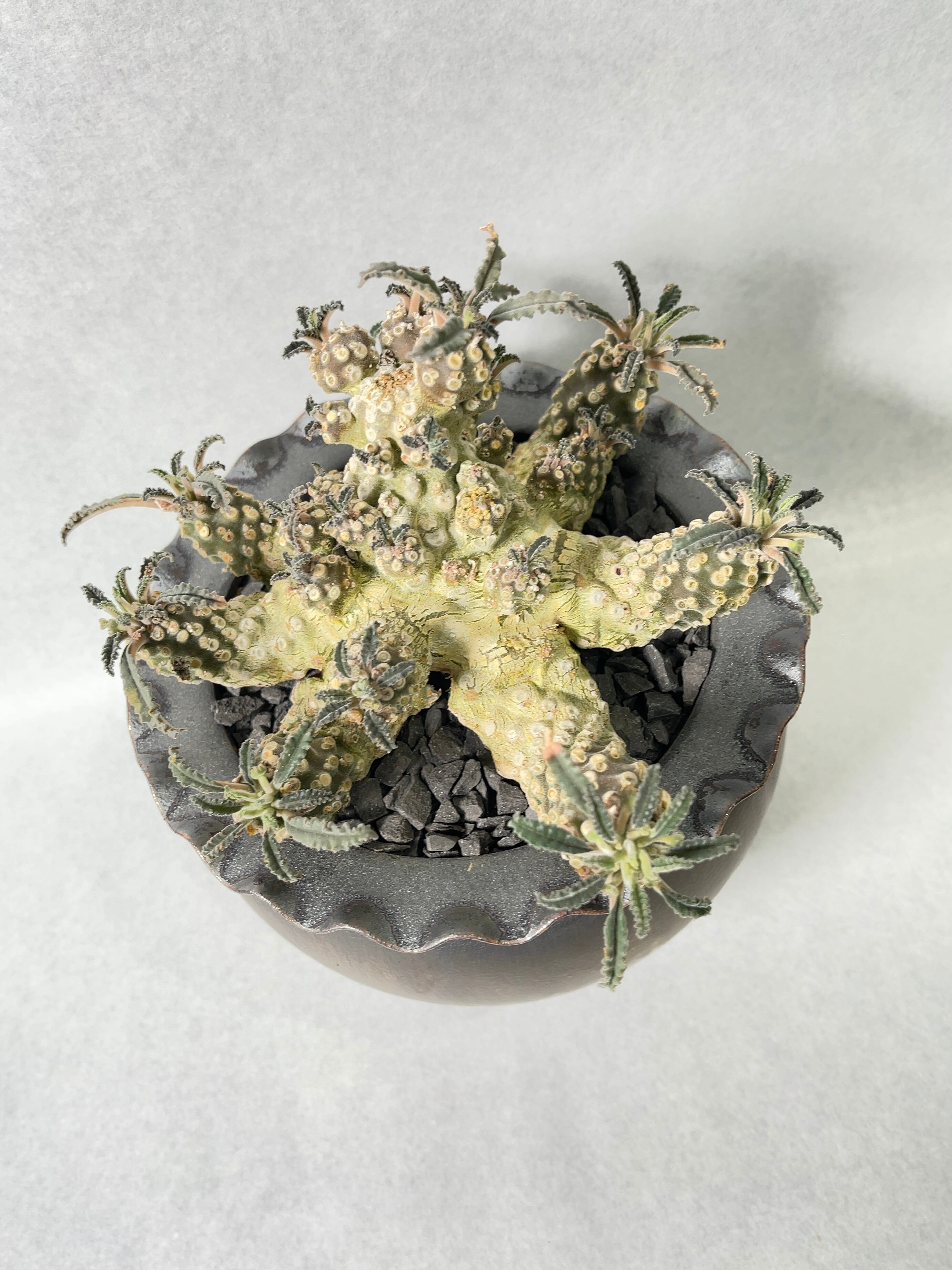 ドルステニア・ラブラニー | trigger