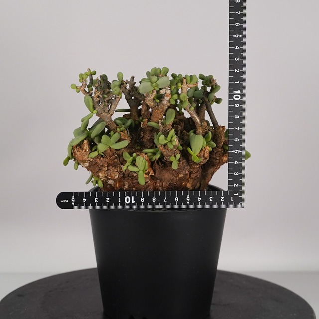 F62 ケラリア ピグマエア 発根済み 現地球