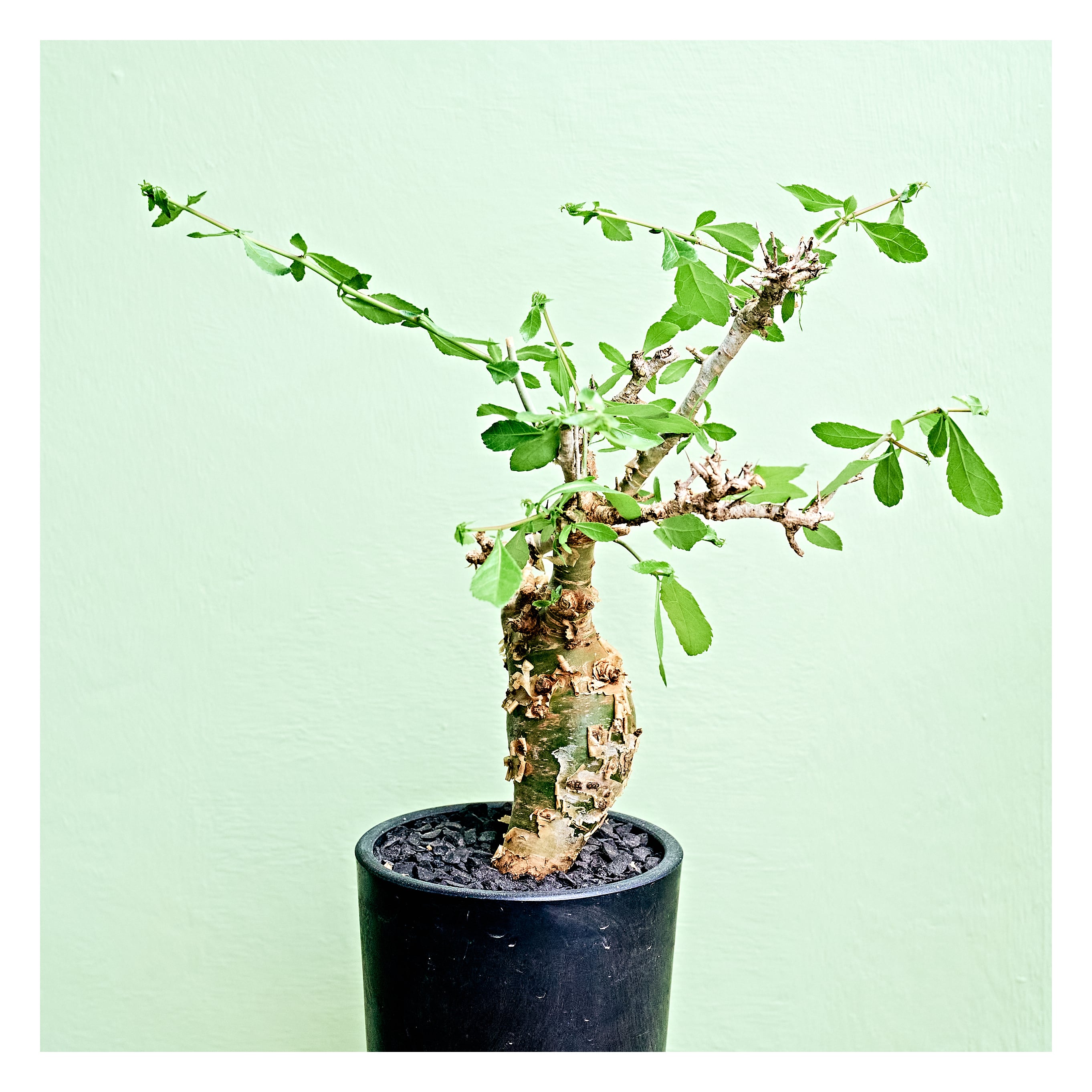 Commiphora habessinica コミフォラ アビシニカ | いい日あたり