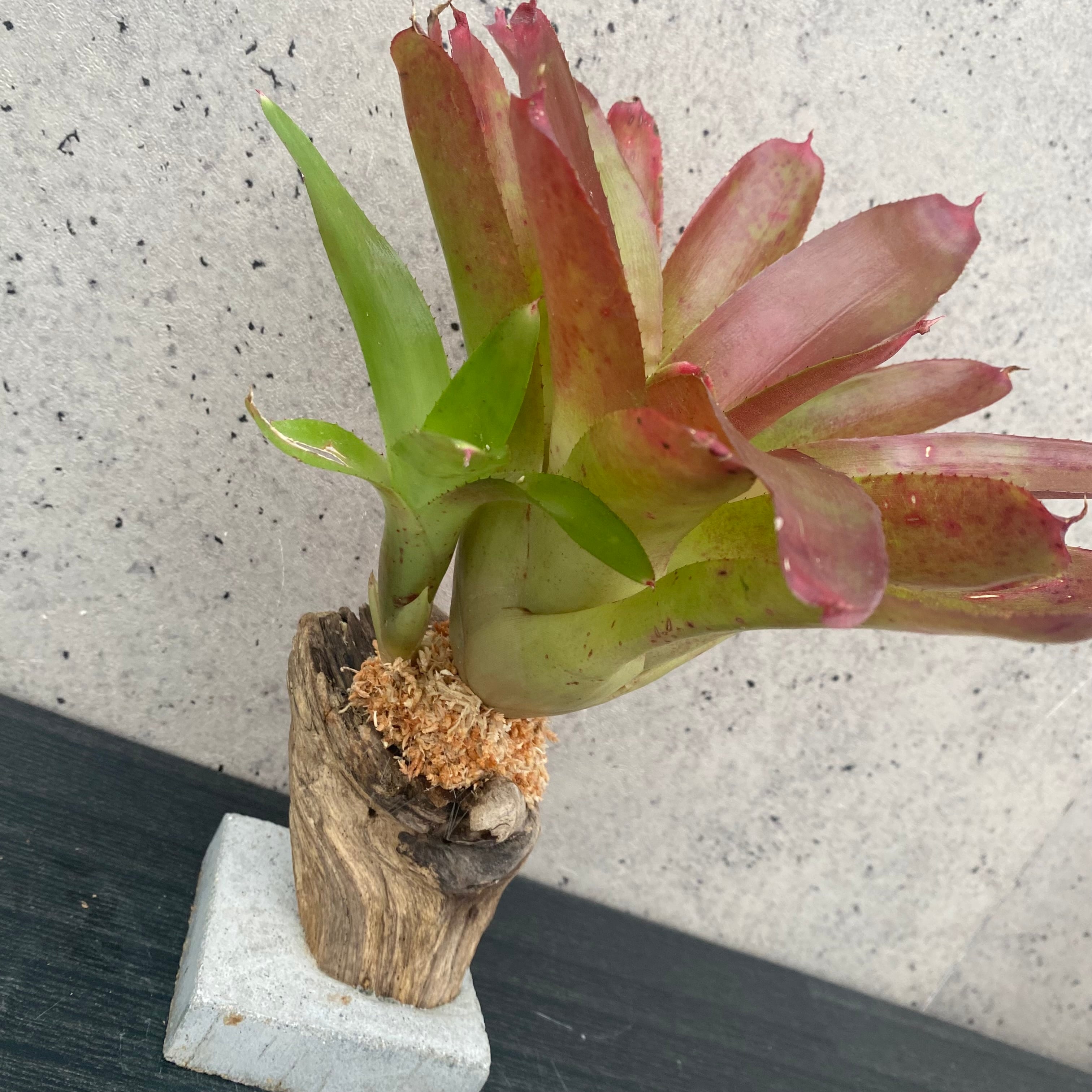 タンクブロメリア　ライムストーン　抜き苗1本 タンクブロメリア | Planet Plants プラネットプランツ
