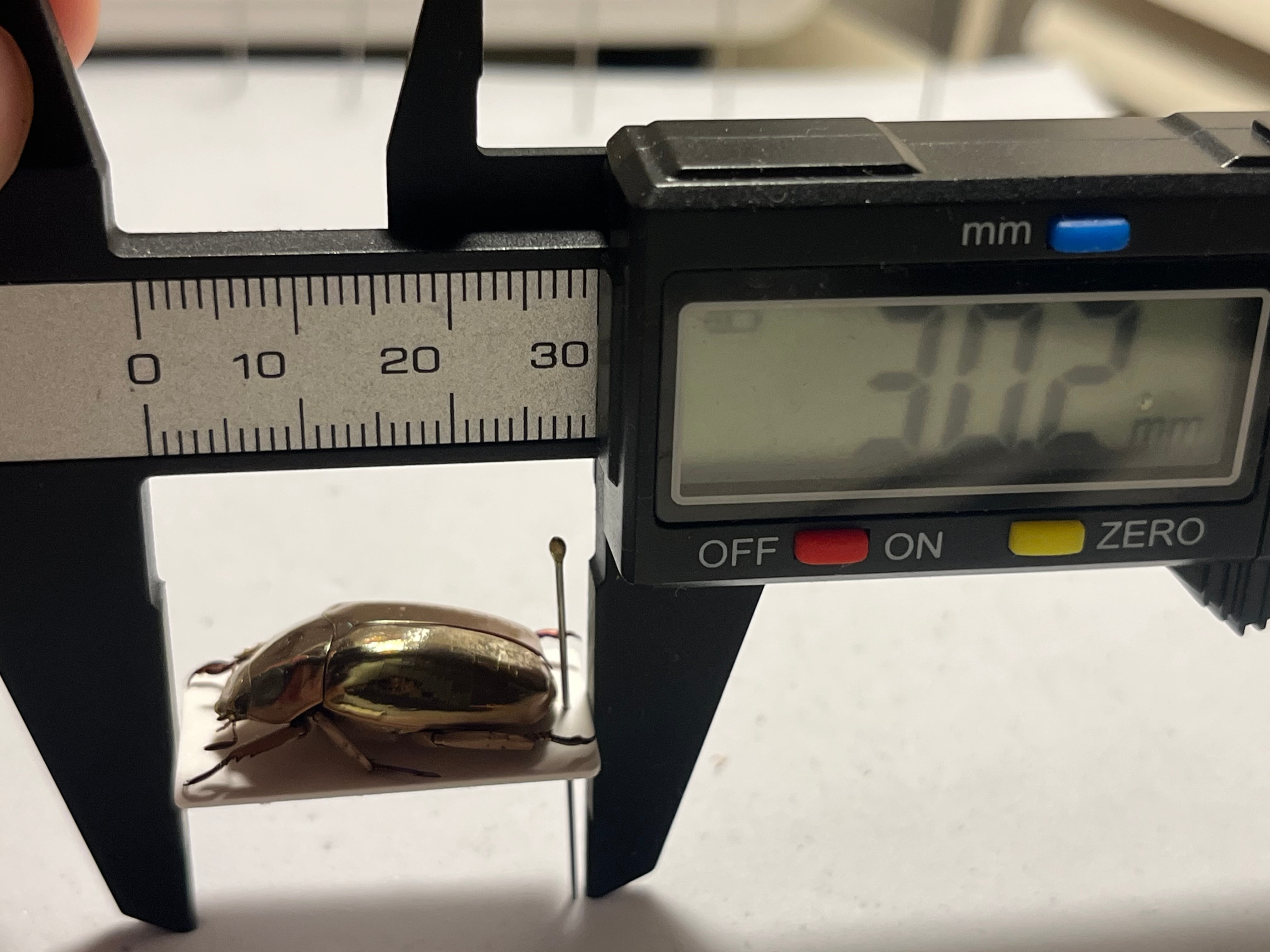 22mm】リンバータプラチナコガネ ウグイスコガネ ハムシ タマムシ