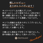 farmPALKさん苗 エケベリア クインコロネット【957】