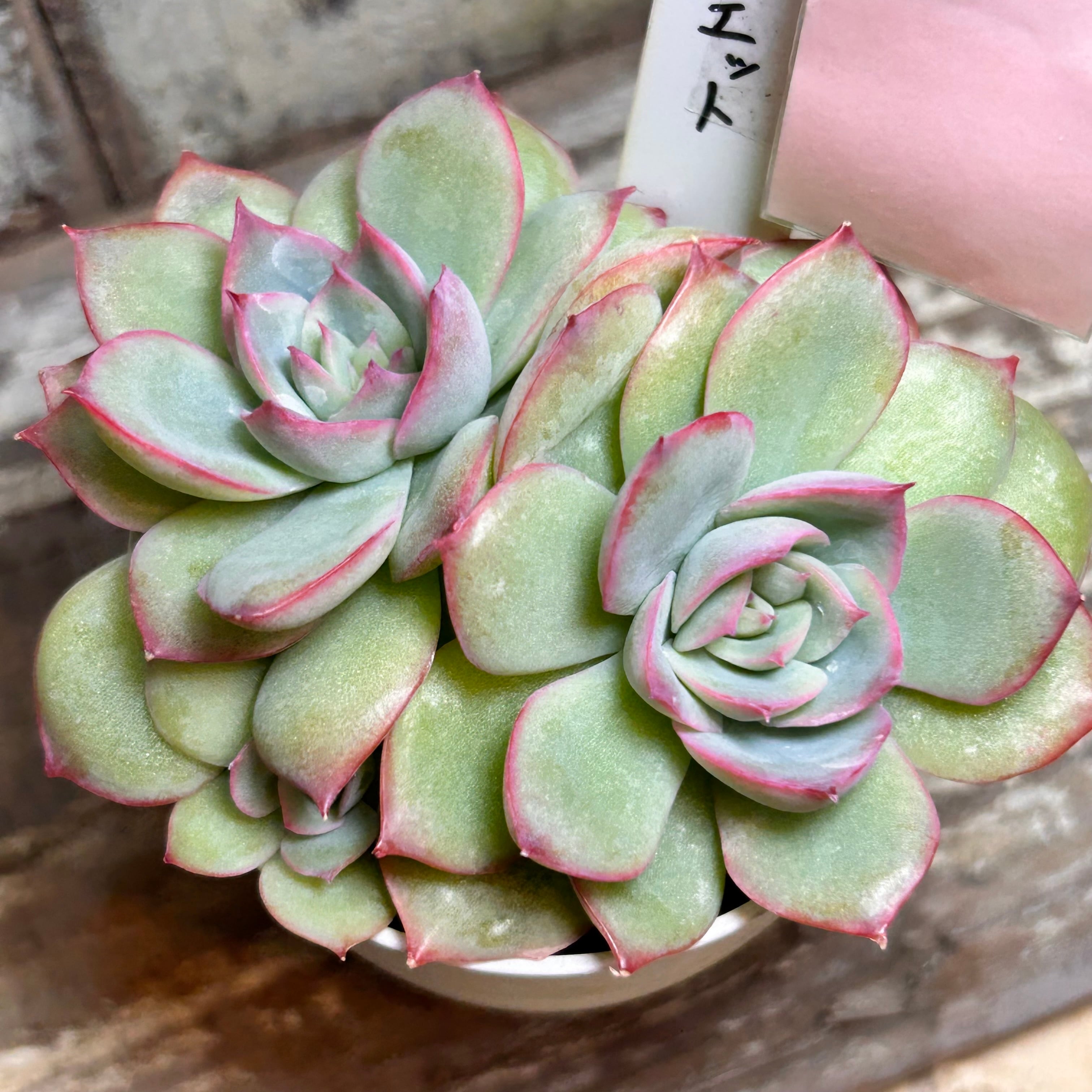 シルエット | RuPo 多肉植物専門店