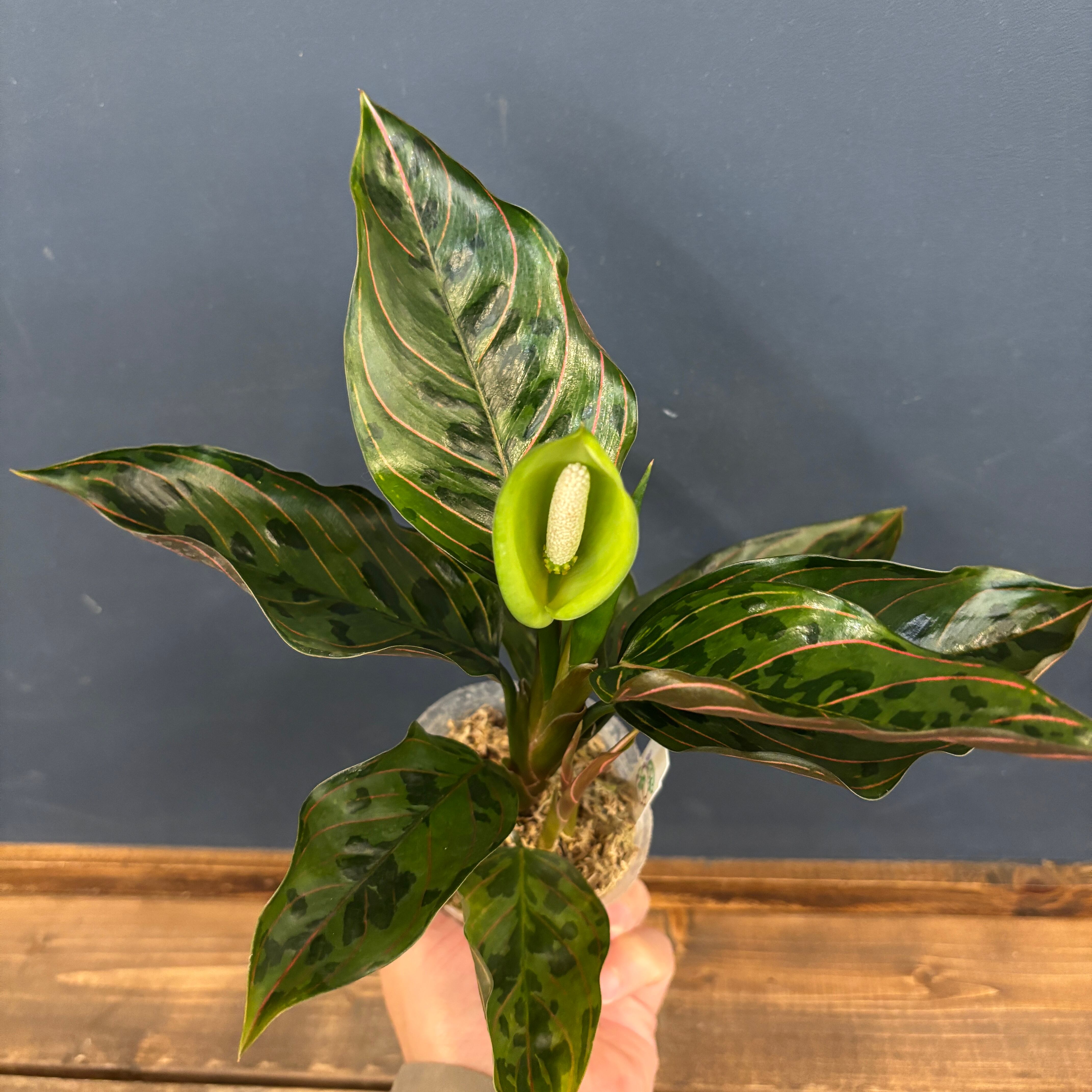 アグラオネマ レッドアーミー 2 陶器鉢 お皿付き アグラオネマ レッド