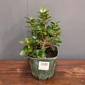 【新着3日限定10%OFF】パンダガジュマル【130】