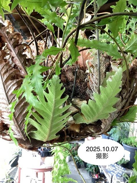 おしゃれ オシャレなインテリア】アグラオモルファ sp シダ植物 着生