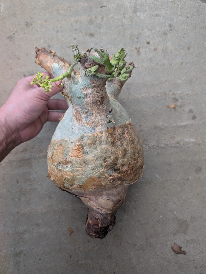 キフォステンマ マクロプス 3 Cyphostemma uter macropus 【発根