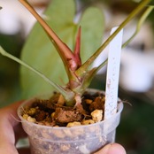 アンスリウム エース オブ スペード(AOS) × パピリラミナム(FS)② / Anthurium Ace of spades × Papillilaminum / 観葉植物<育て方・花言葉>