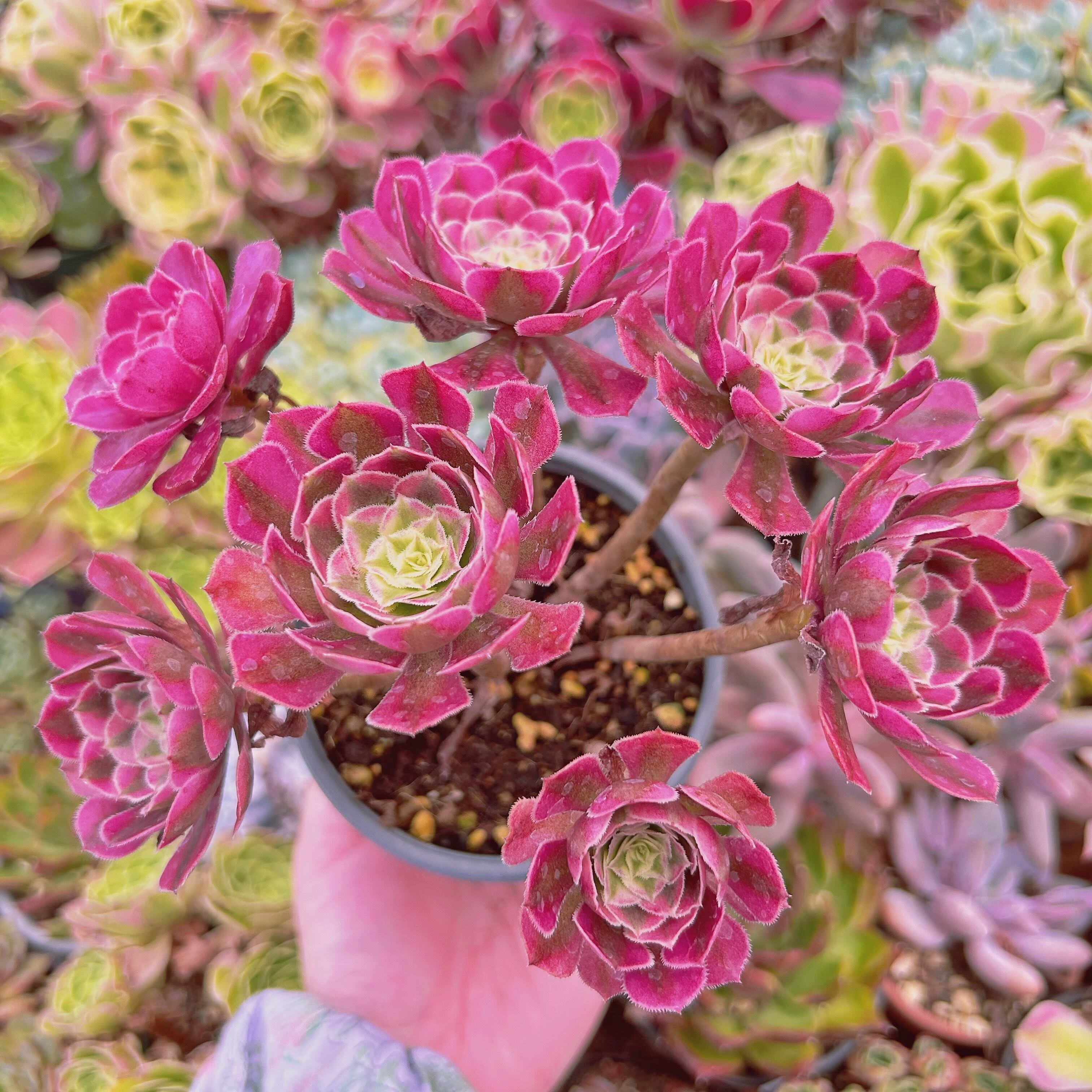 #2196現物　多肉植物　Aeonium   ブラックチェリー　特大　抜き苗