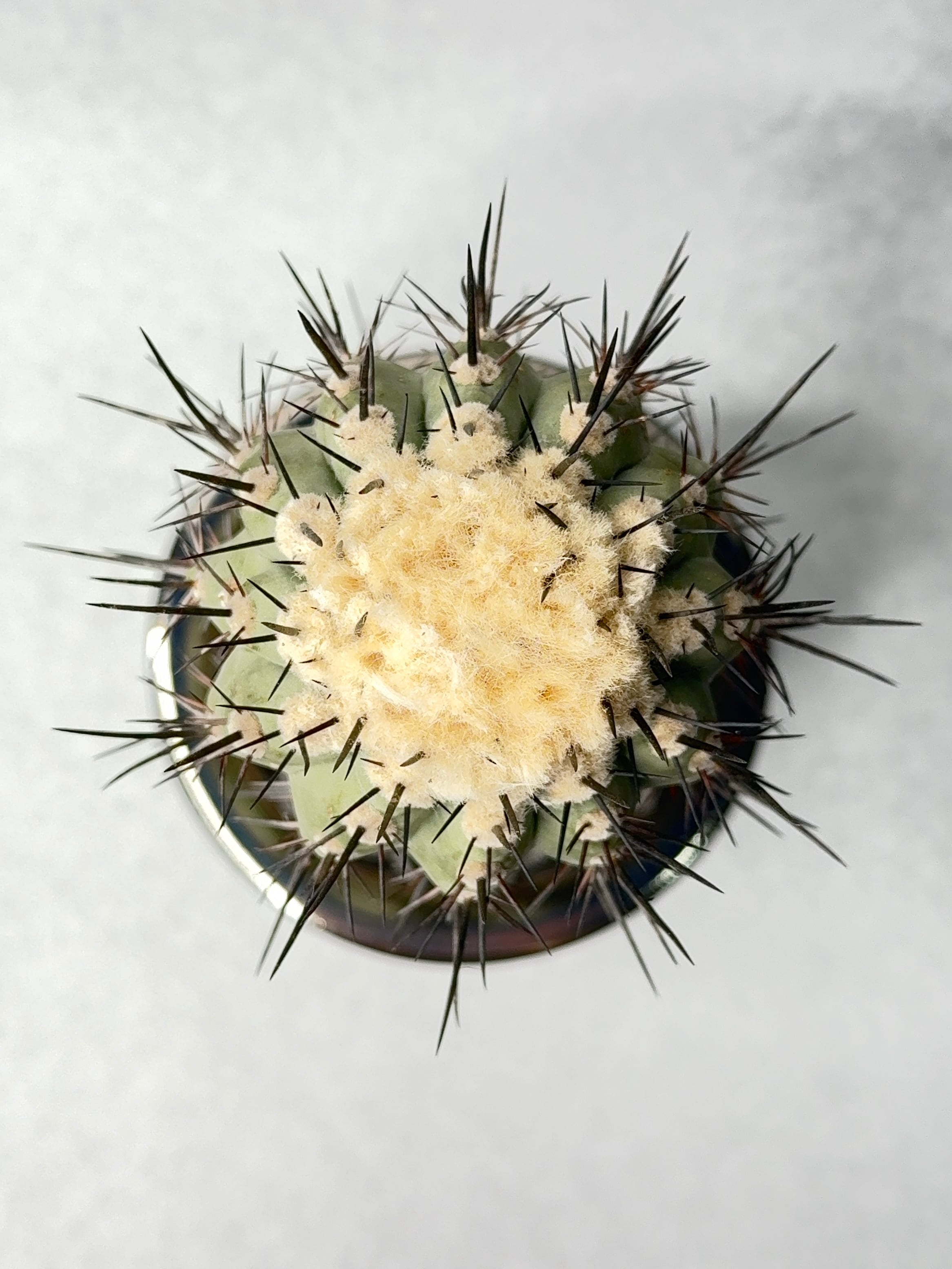 コピアポア・黒士冠 | trigger