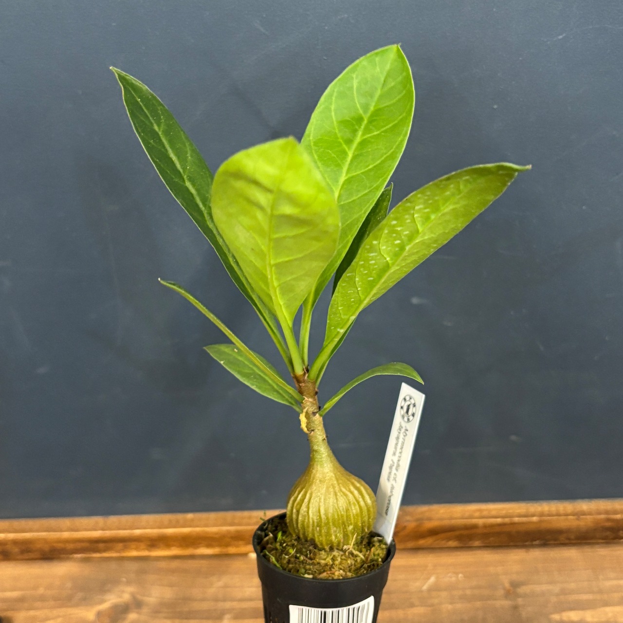 Myrmecodia cf. tuberosa Jayapura Papua【977】