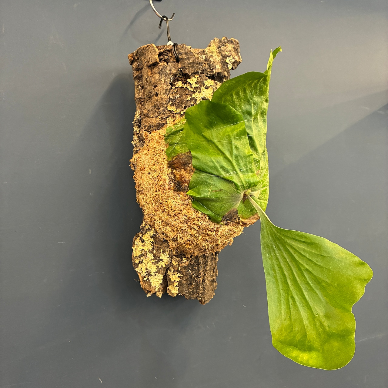 ビカクシダ P. elephantotis var. Mammuthus 板付け【698】