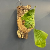 ビカクシダ P. elephantotis var. Mammuthus 板付け【698】