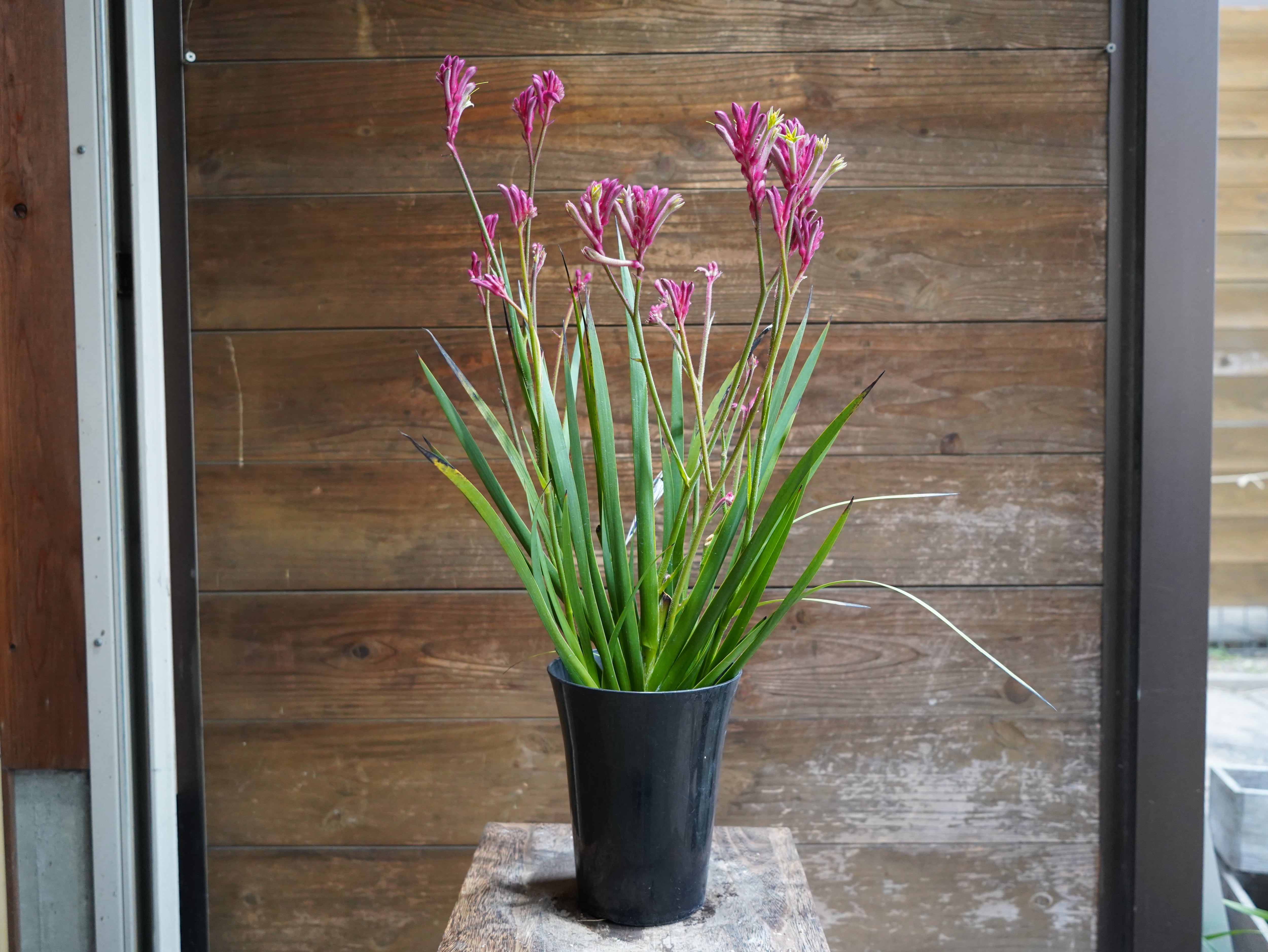 【現物】カンガルーポー（ピンク）