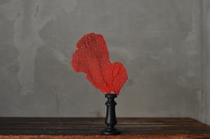 赤いウミウチワ